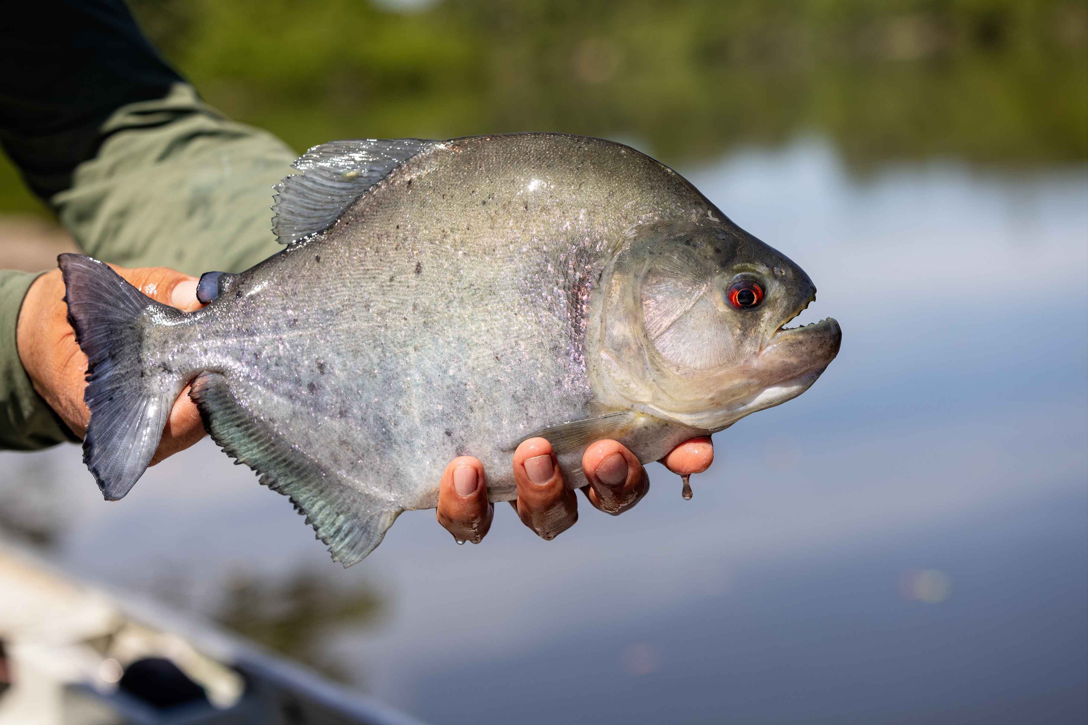 The piranha (photo: Earl Harper). piranha fly fishing