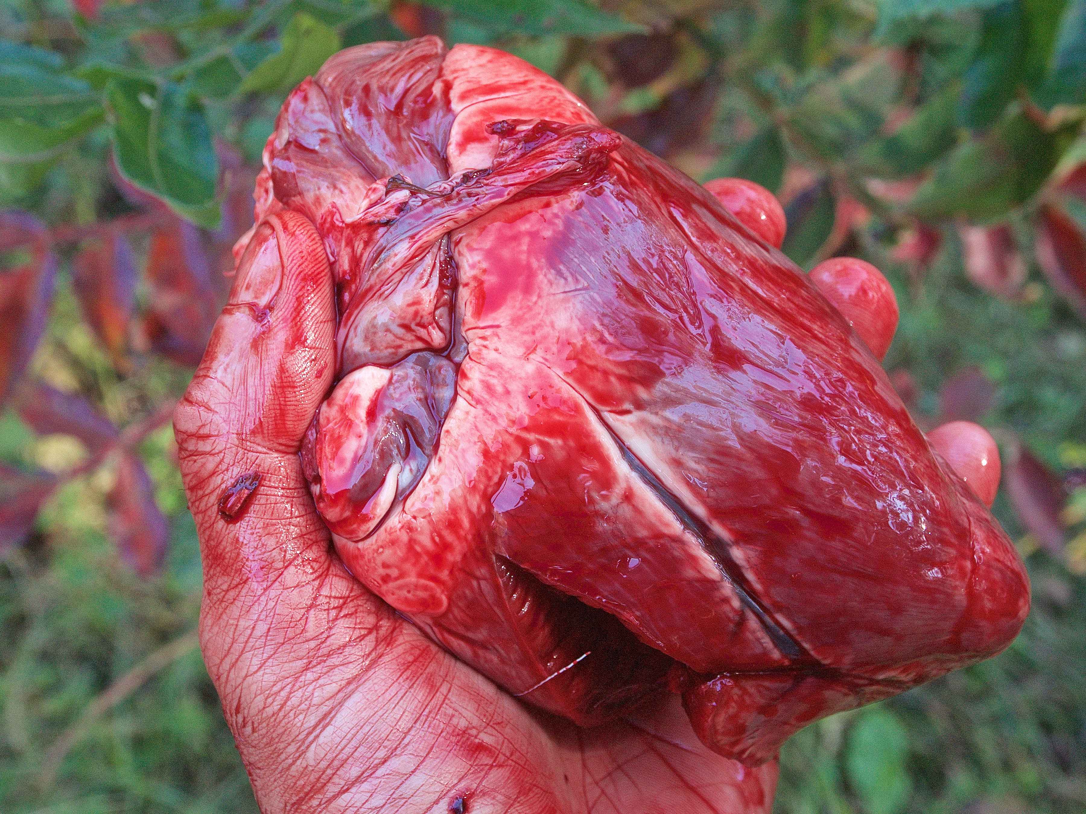 deer heart