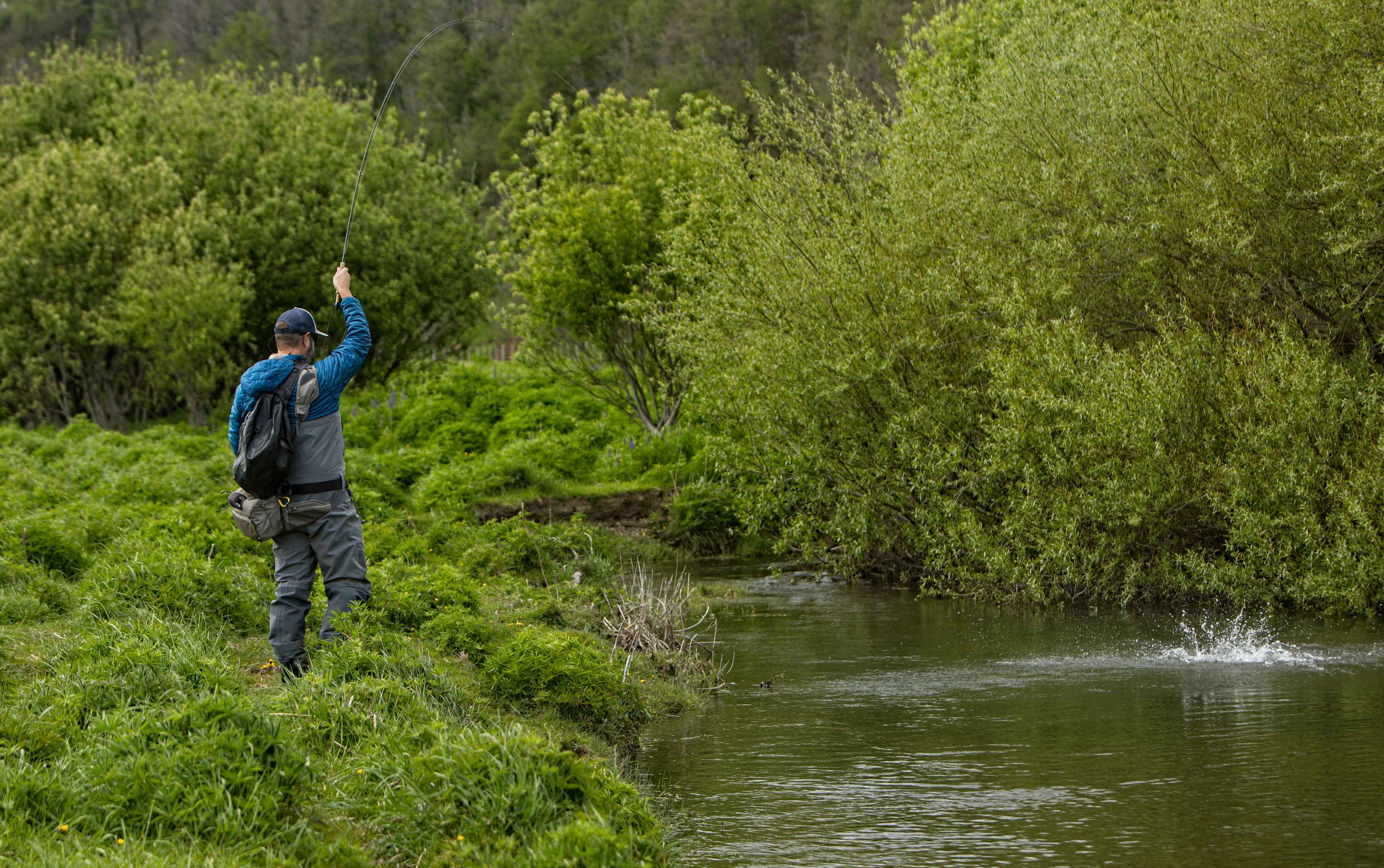 Hooked to a feisty rainbow on Panatalli Spring Creek (photo: Earl Harper). Hooked to a feisty rainbow on Panatalli Spring Creek - chile