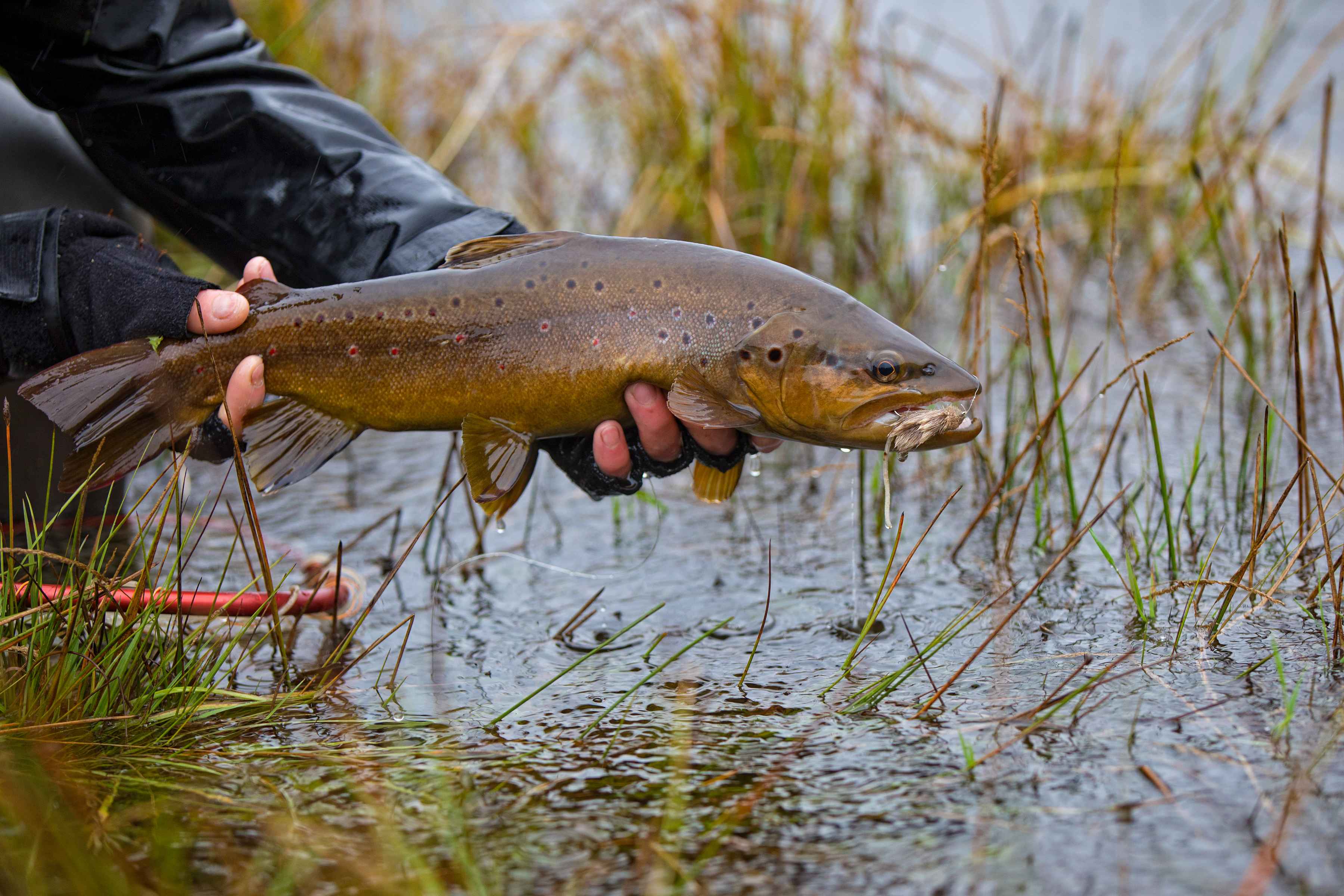 mouse-eating brown trout patagonia