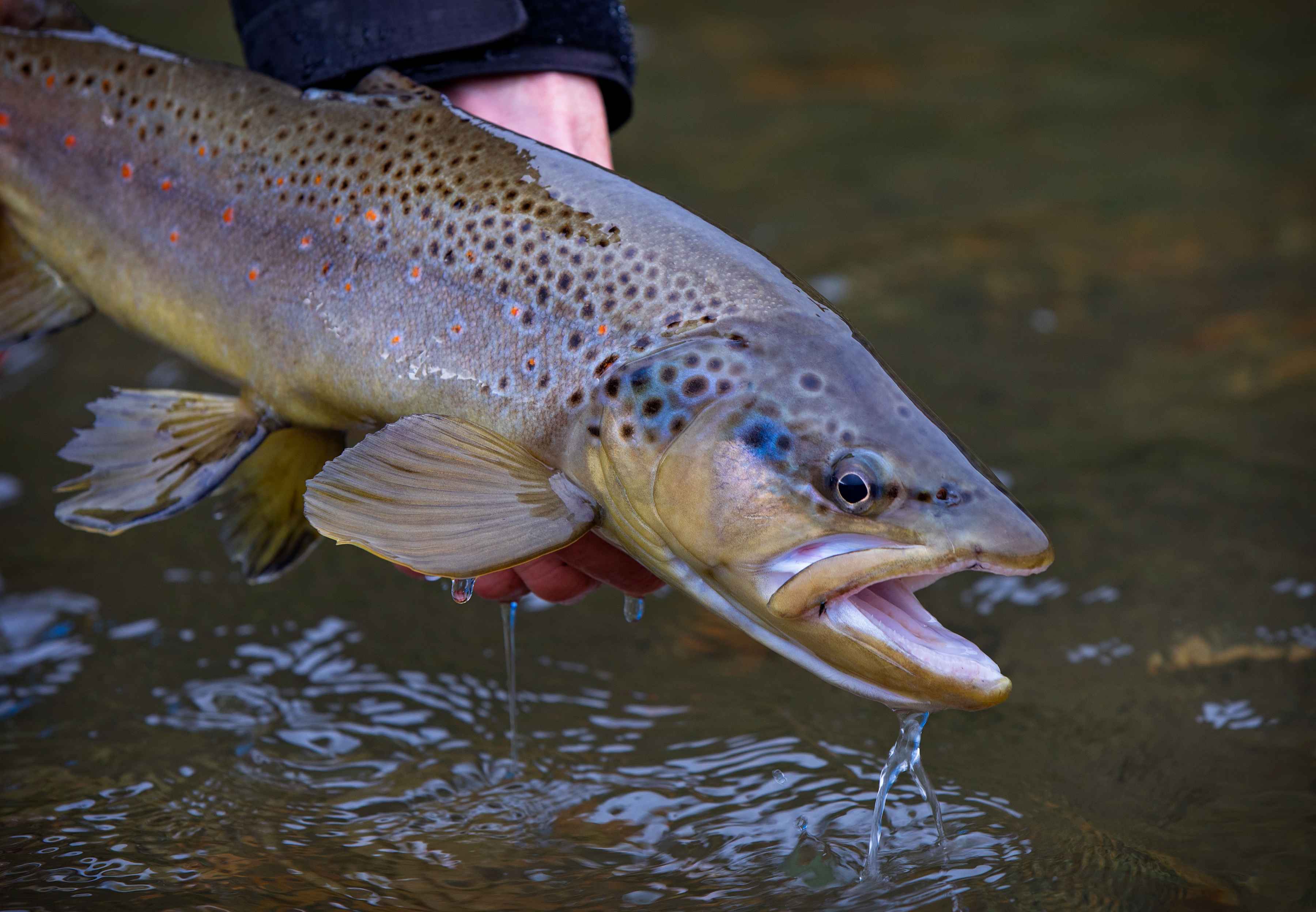 A healthy, if a bit undersized, Rio Blanco brown trout (photo: Earl Harper). rio blanco brown trout | chile | patagonia
