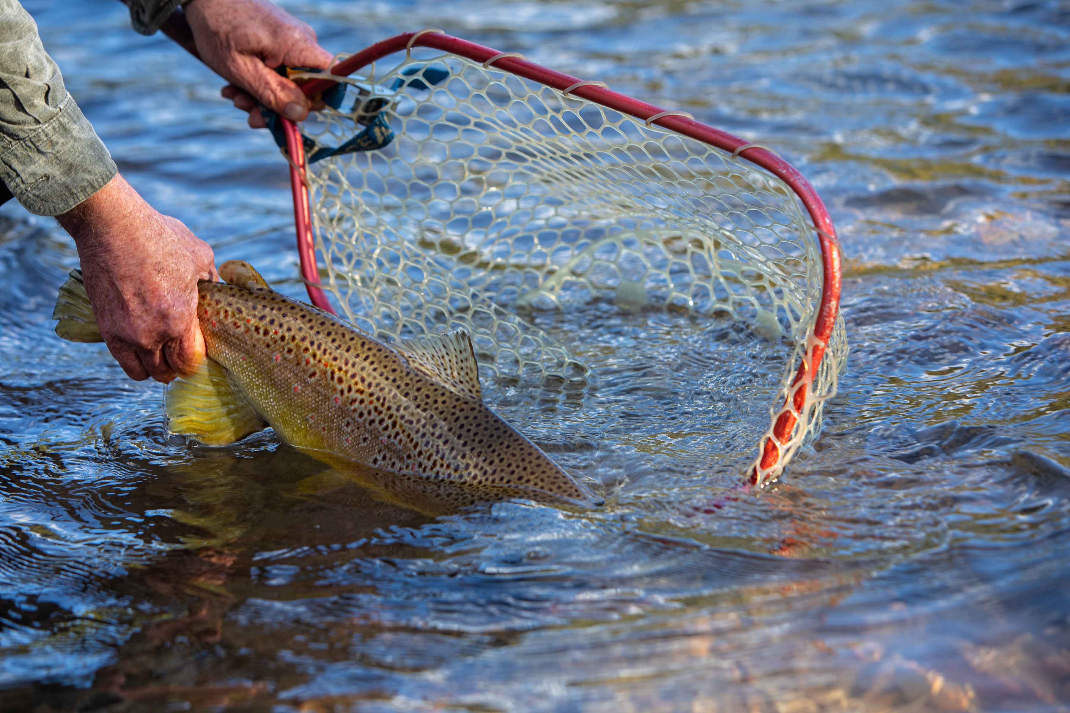 Rio Blanco brown trout 