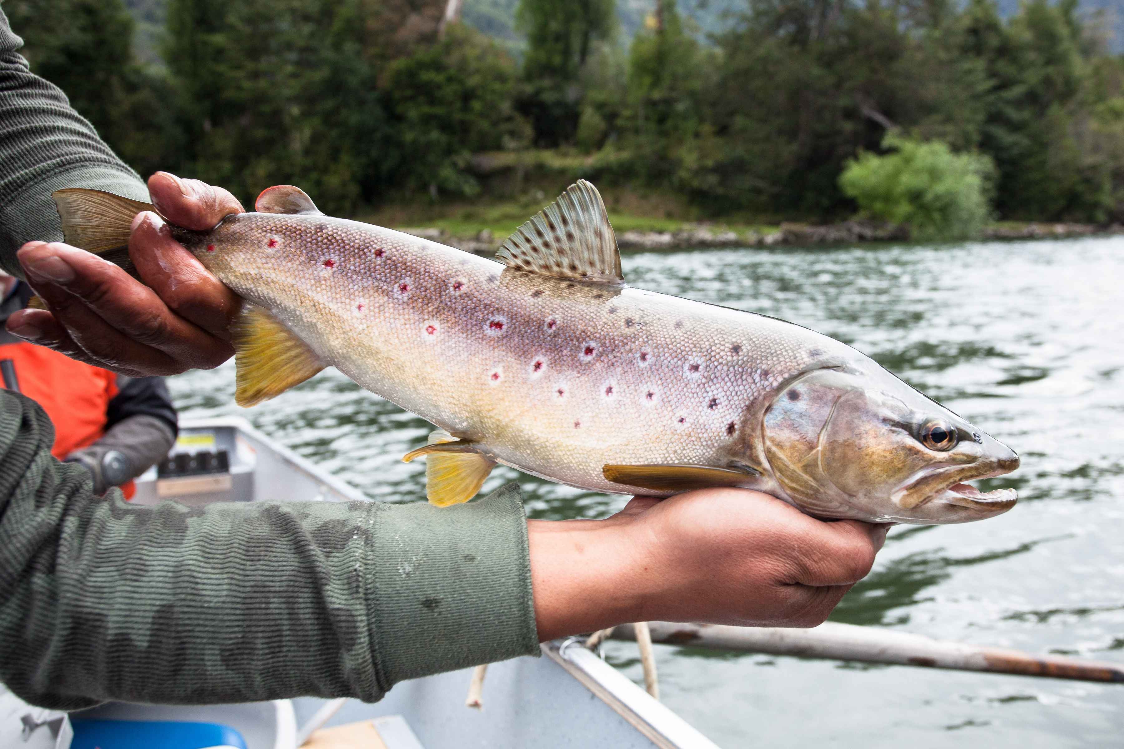 rio palena brown trout