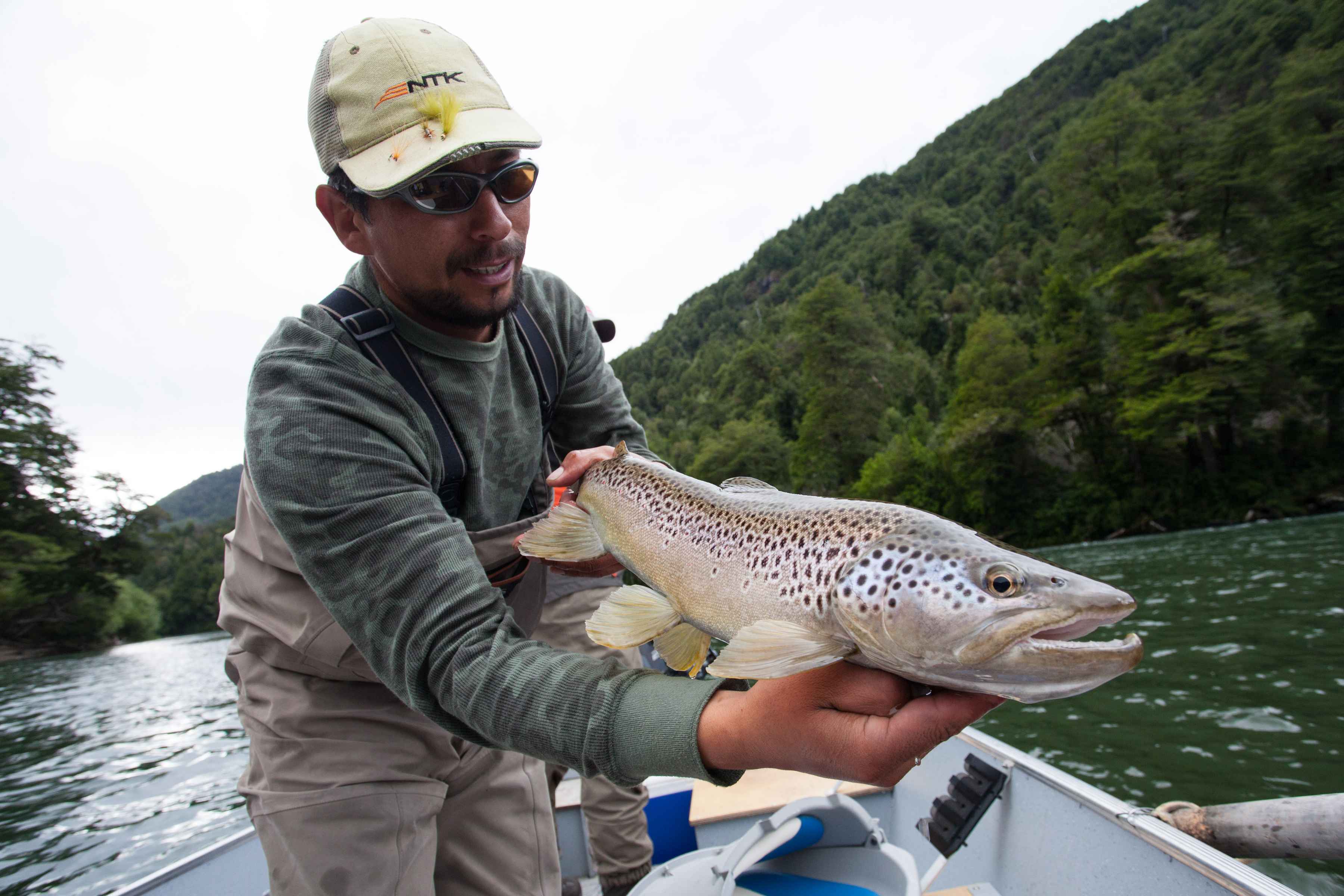 rio palena brown trout