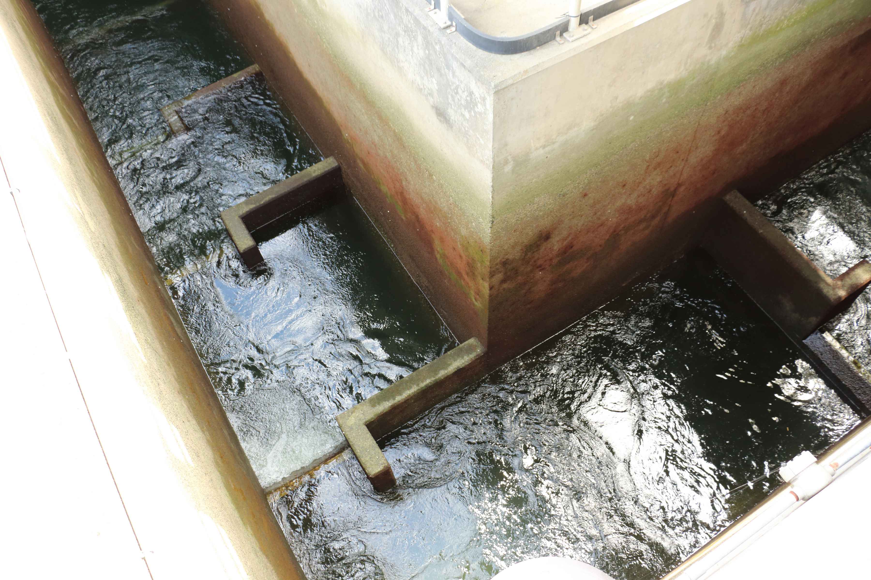ballard locks fish ladder puget sound