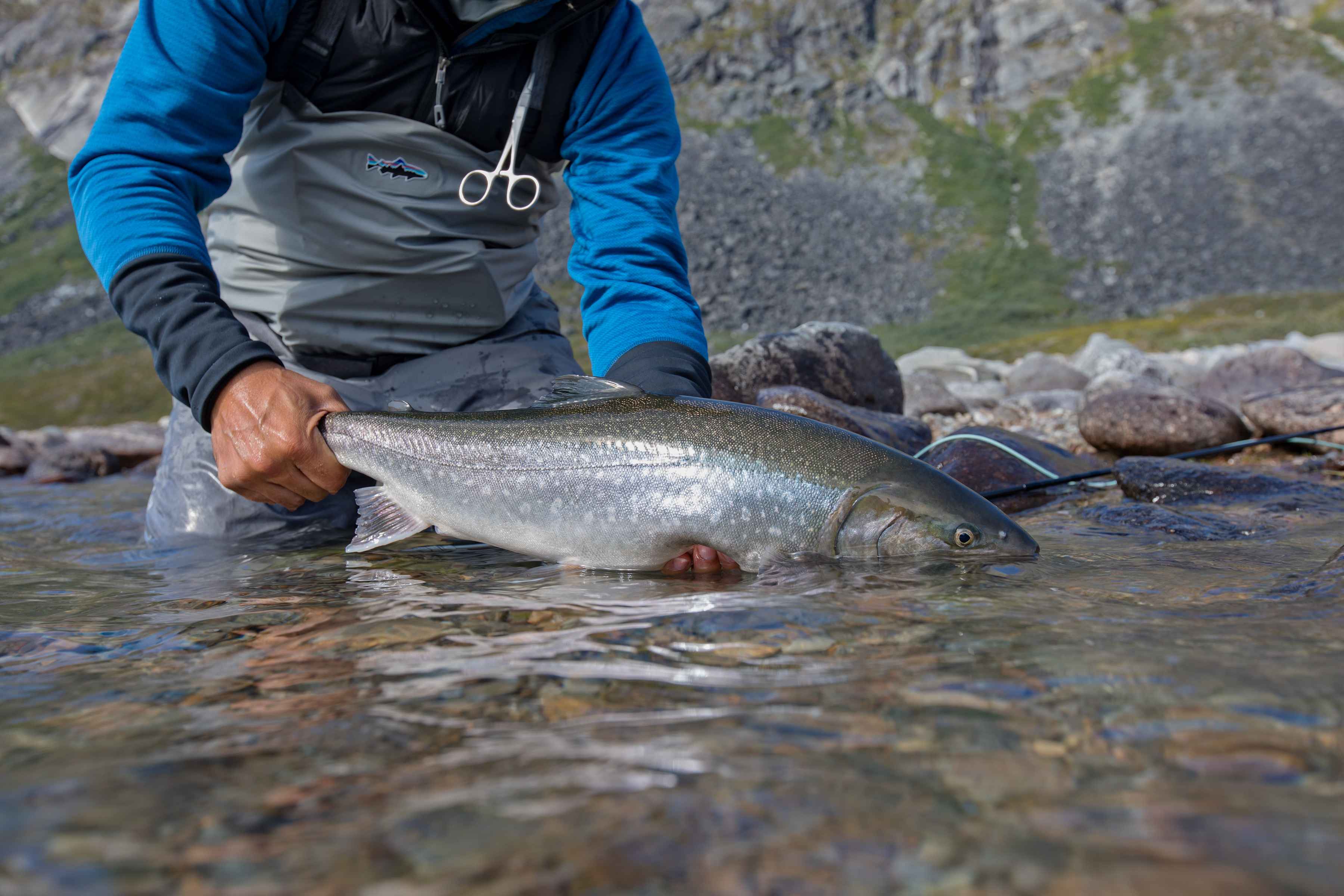 greenland arctic char