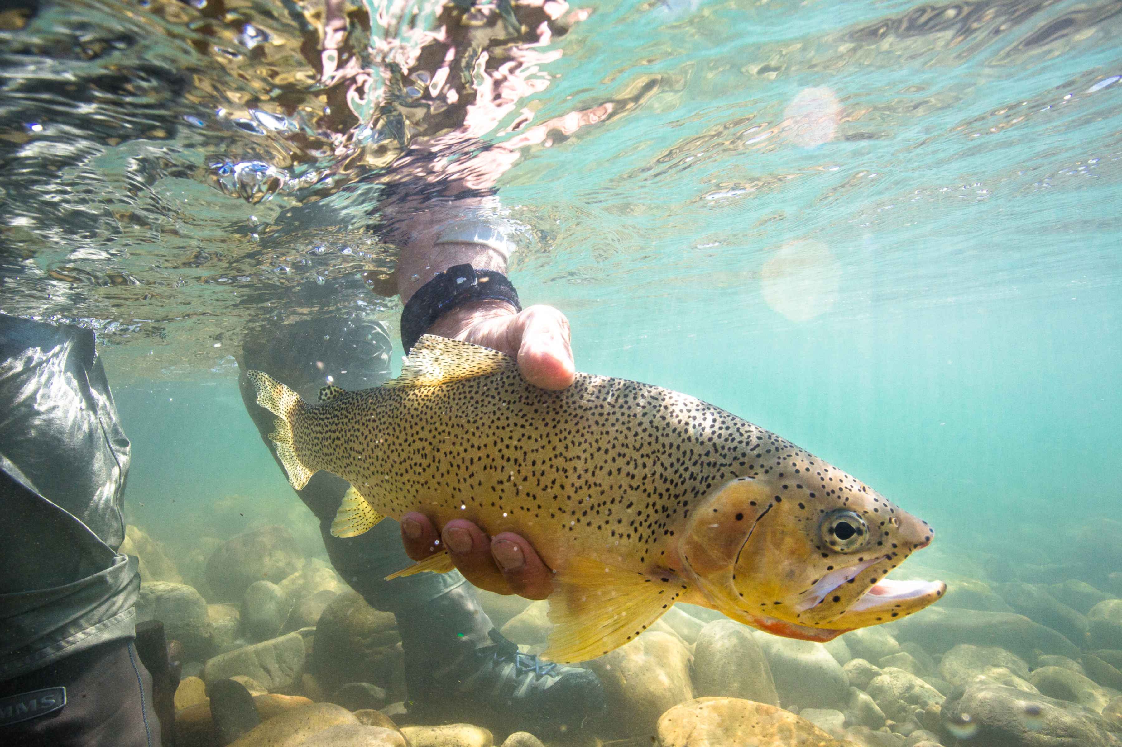 Westslope Cutthroat Trout Underwater