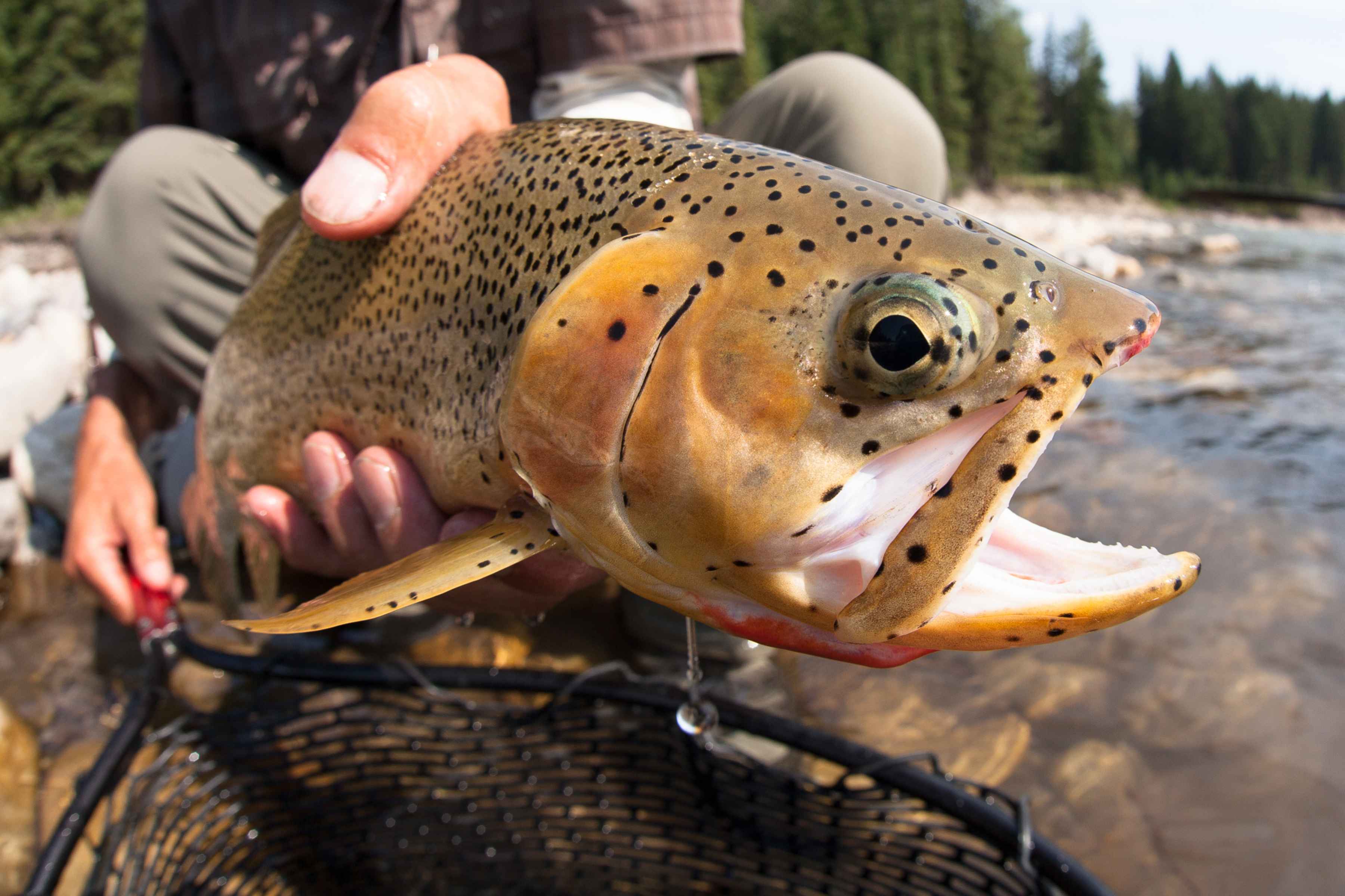 Westslope Cutthroat Trout - Closeup
