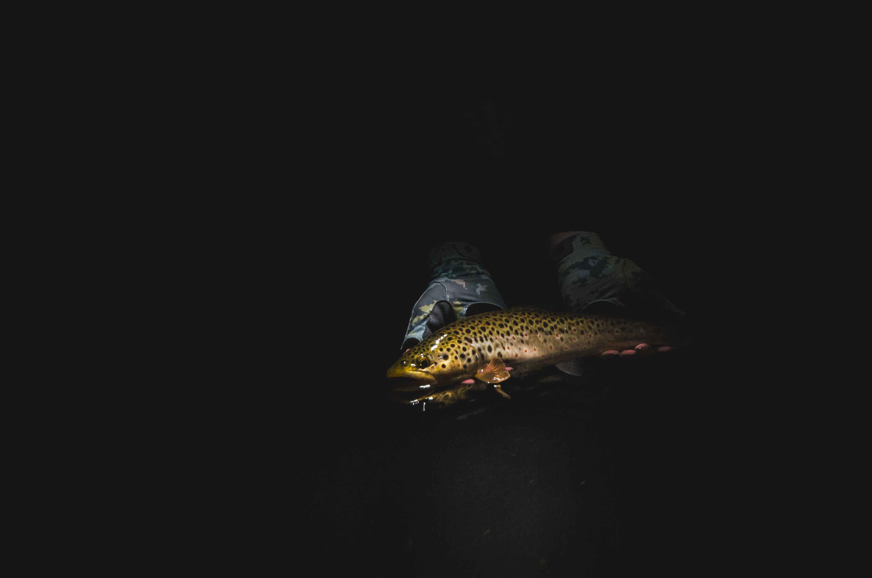 Wisconsin brown trout night