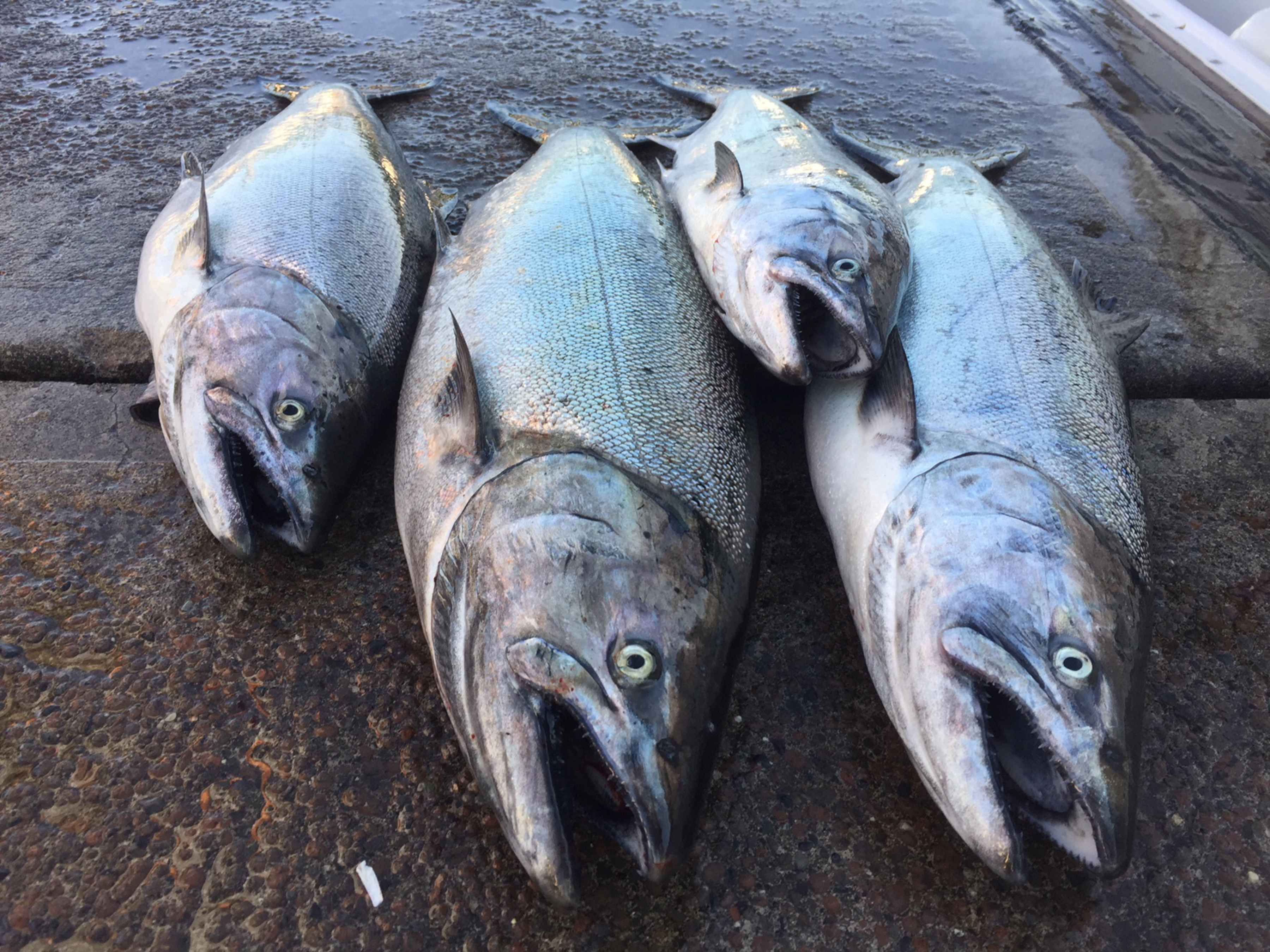 puget sound chinook salmon
