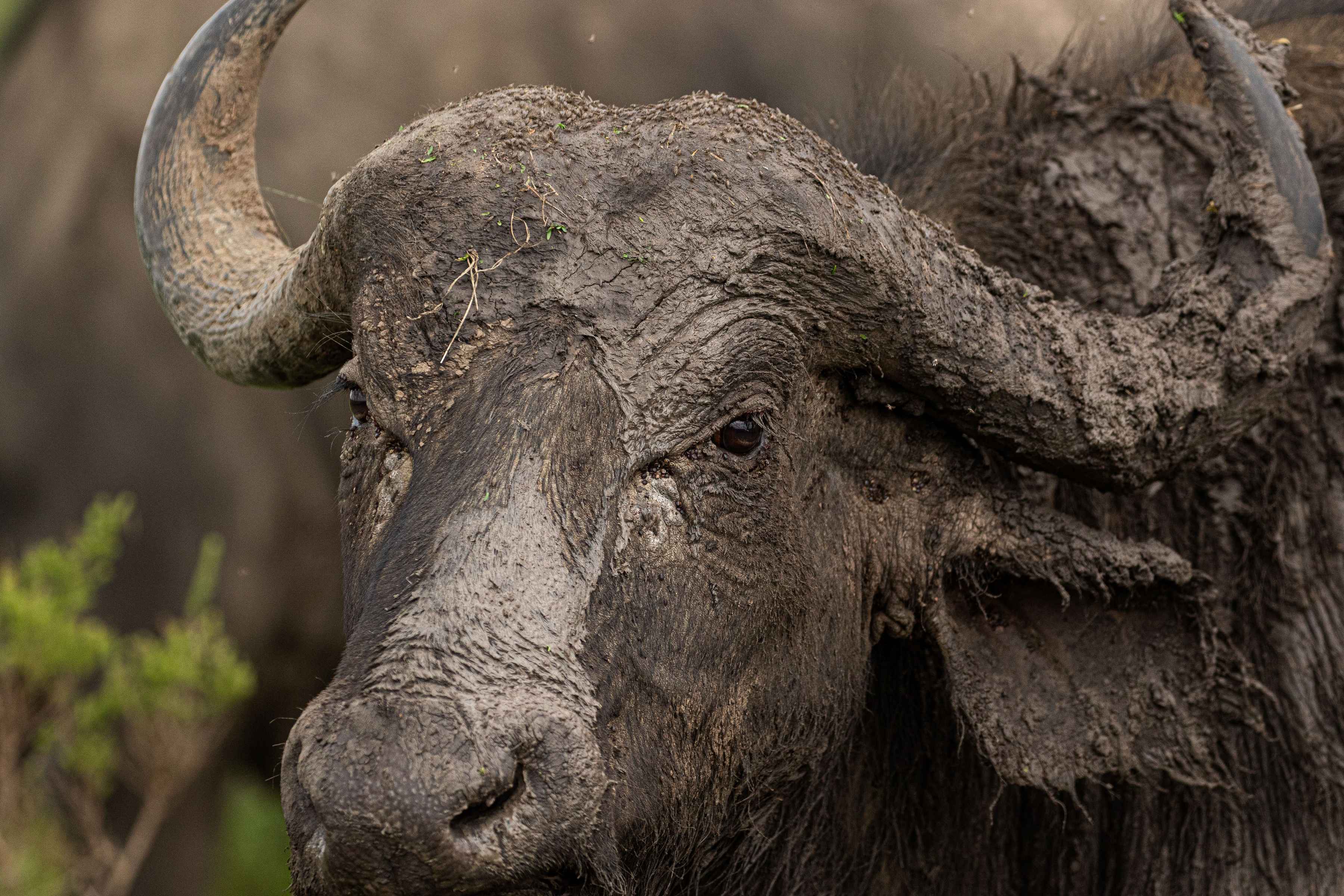 Photo: Eric Hunsperger cape buffalo | kenya