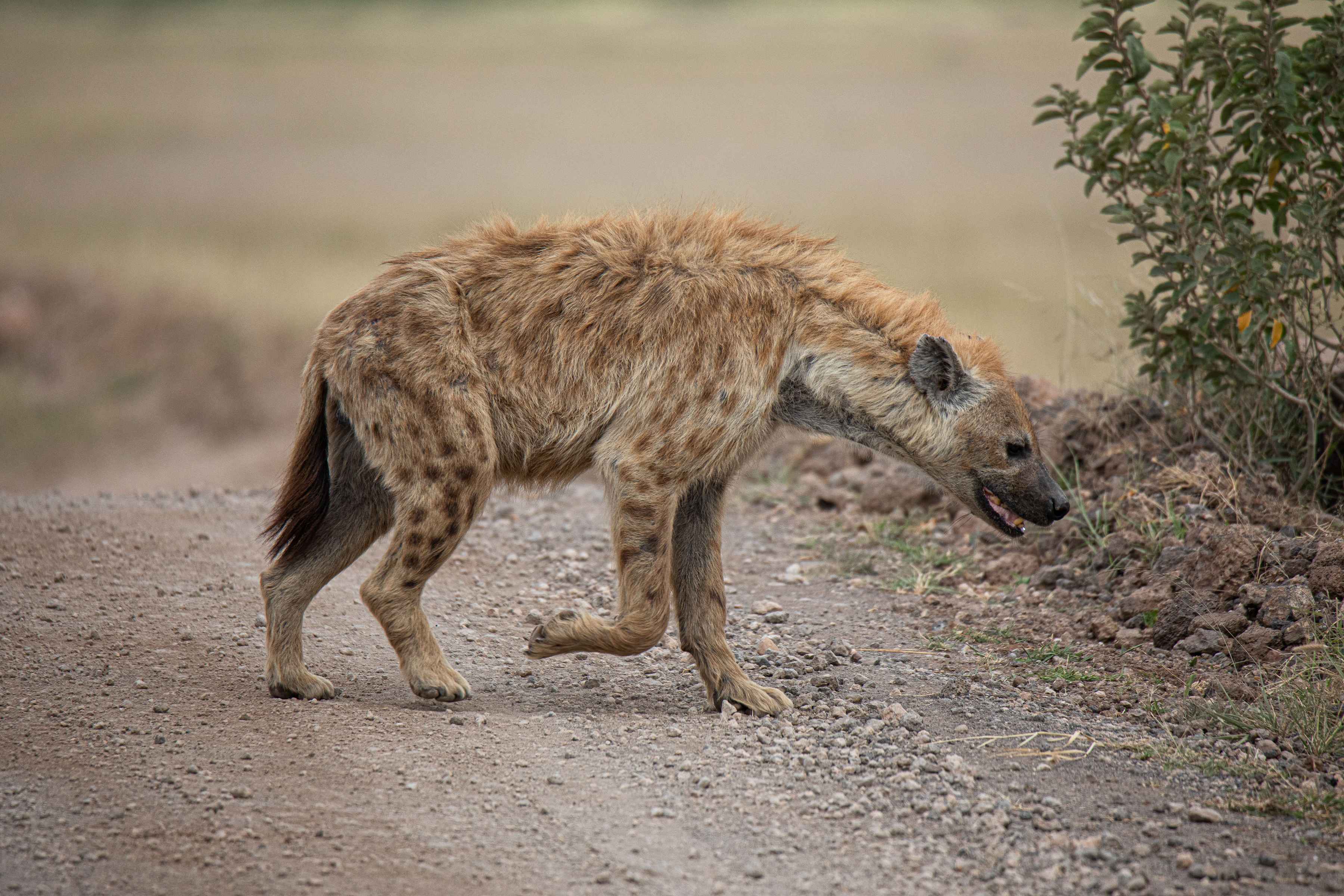 Photo: Eric Hunsperger hyena | kenya