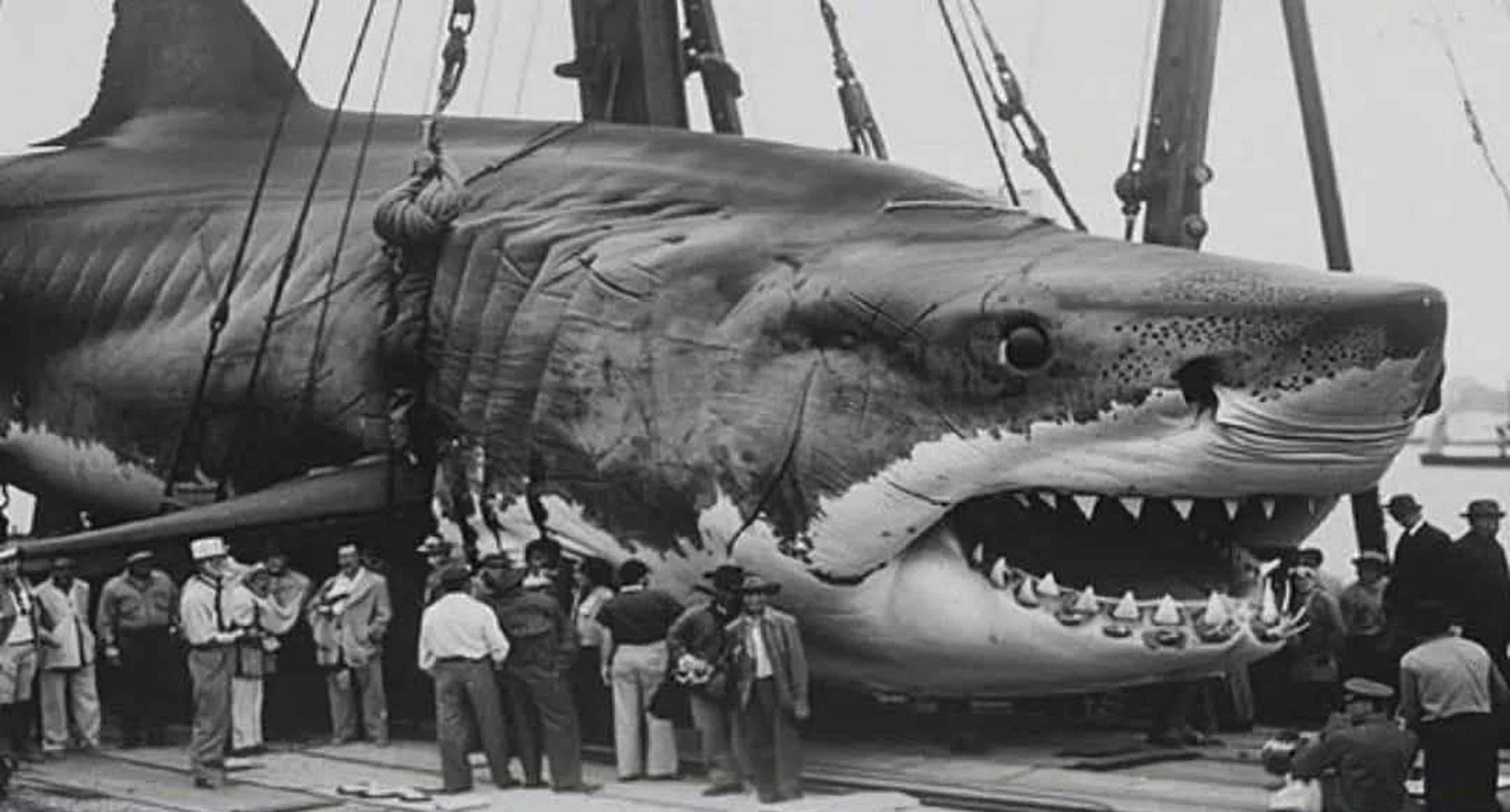 Photo: uncredited. wildlife hoax images ai