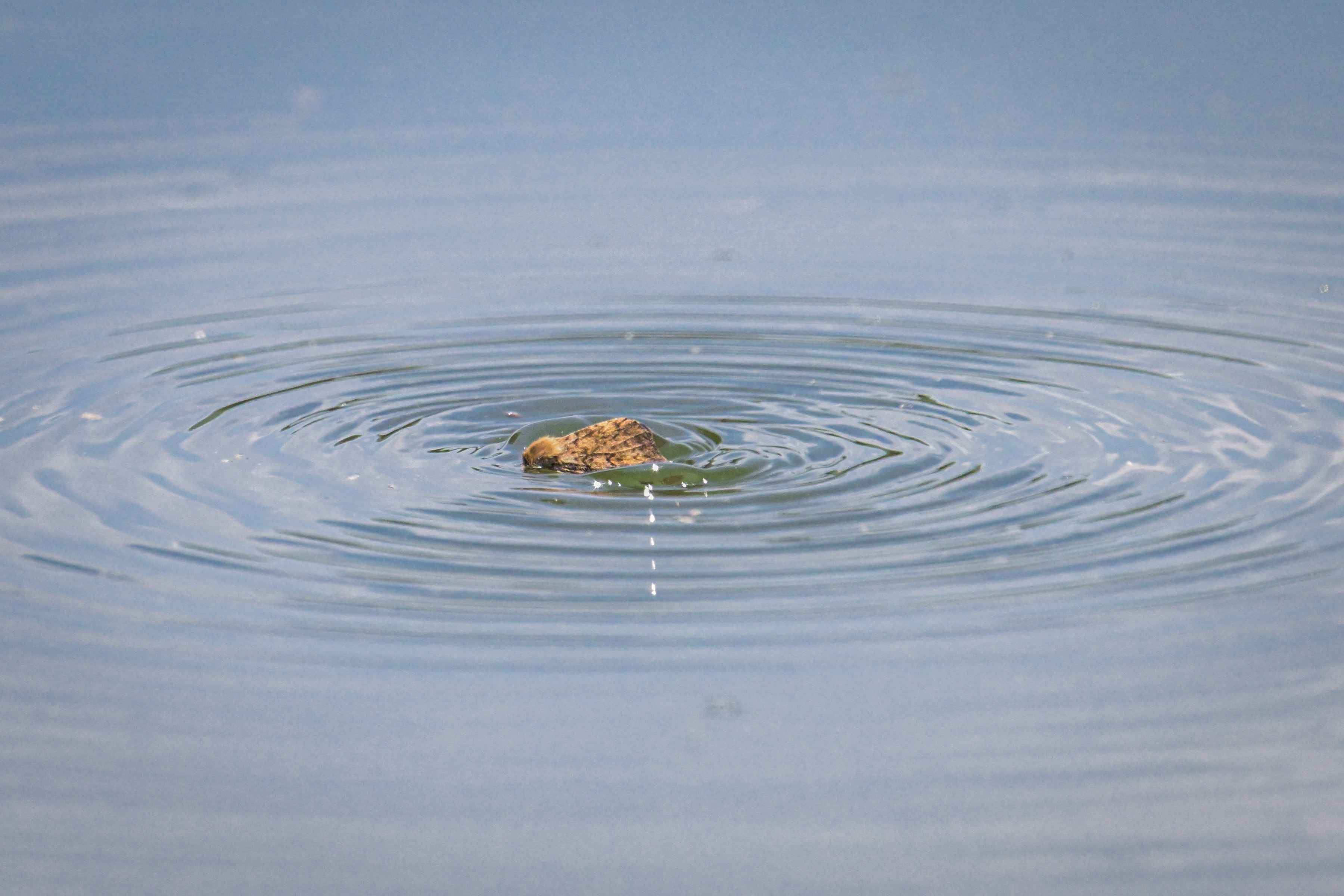 A female spongy moth, struggling on the water's surface (photo: George Daniel). smallmouth bass eating spongy moth