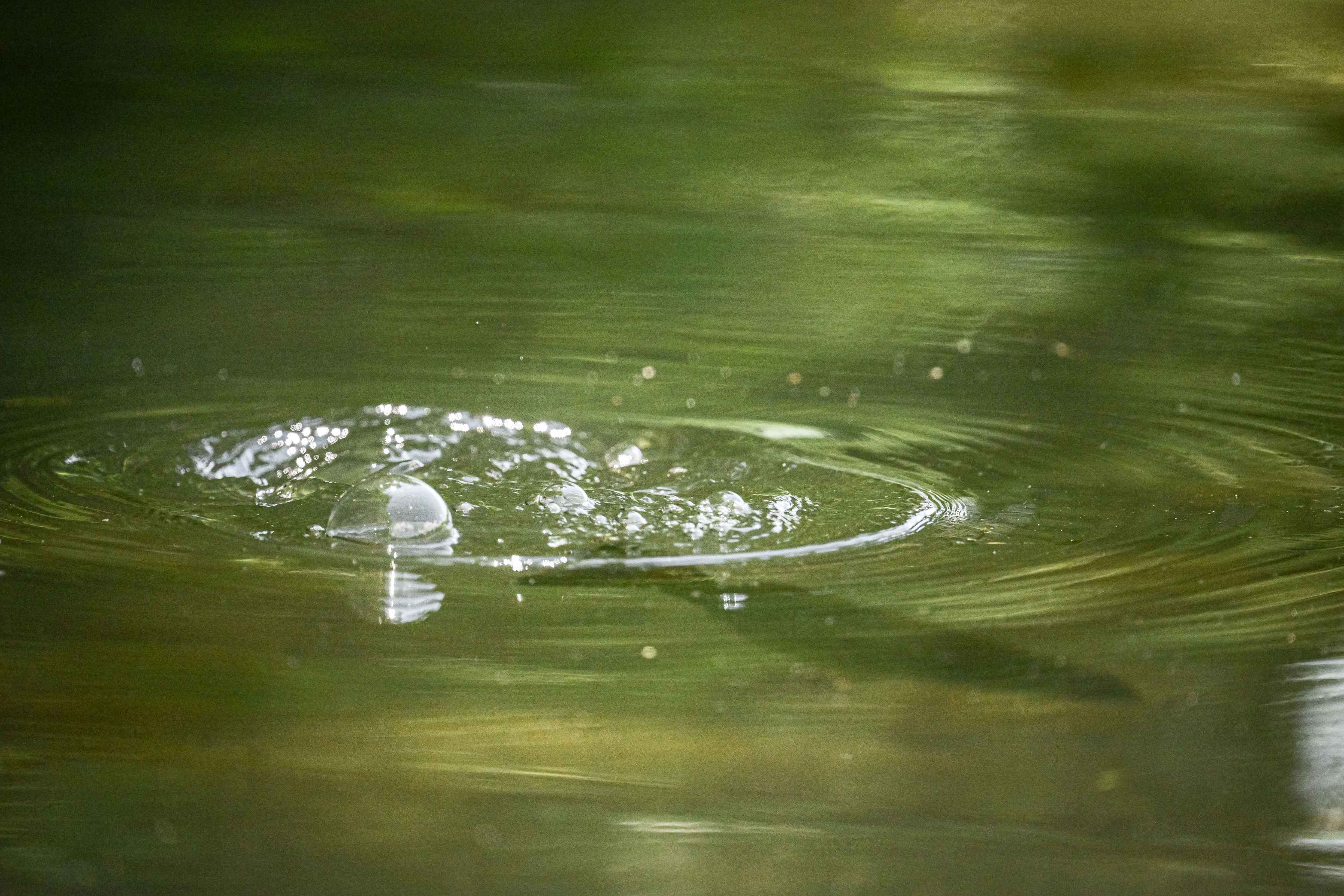 A smallmouth returns to the depths after plucking a spongy moth from the surface (photo: George Daniel). smallmouth bass eating spongy moth