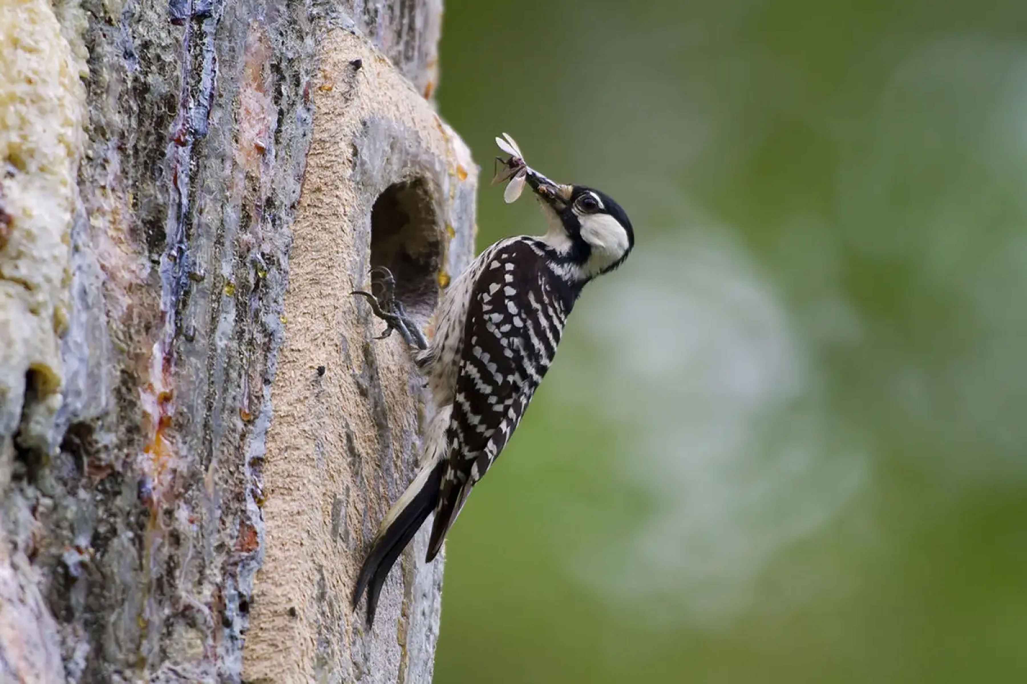 The Red Cockated Woodpecker