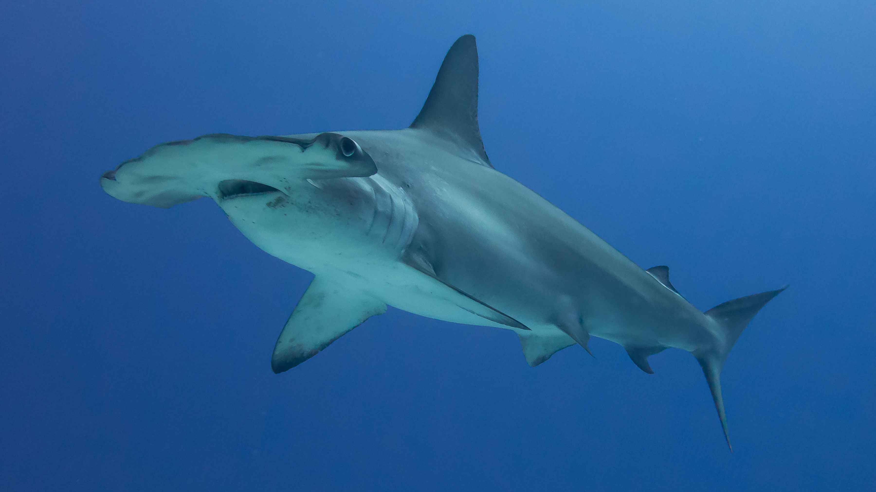 A scalloped hammerhead shark (photo: Kris-Mikael Krister / cc2.0). scalloped hammerhead shark