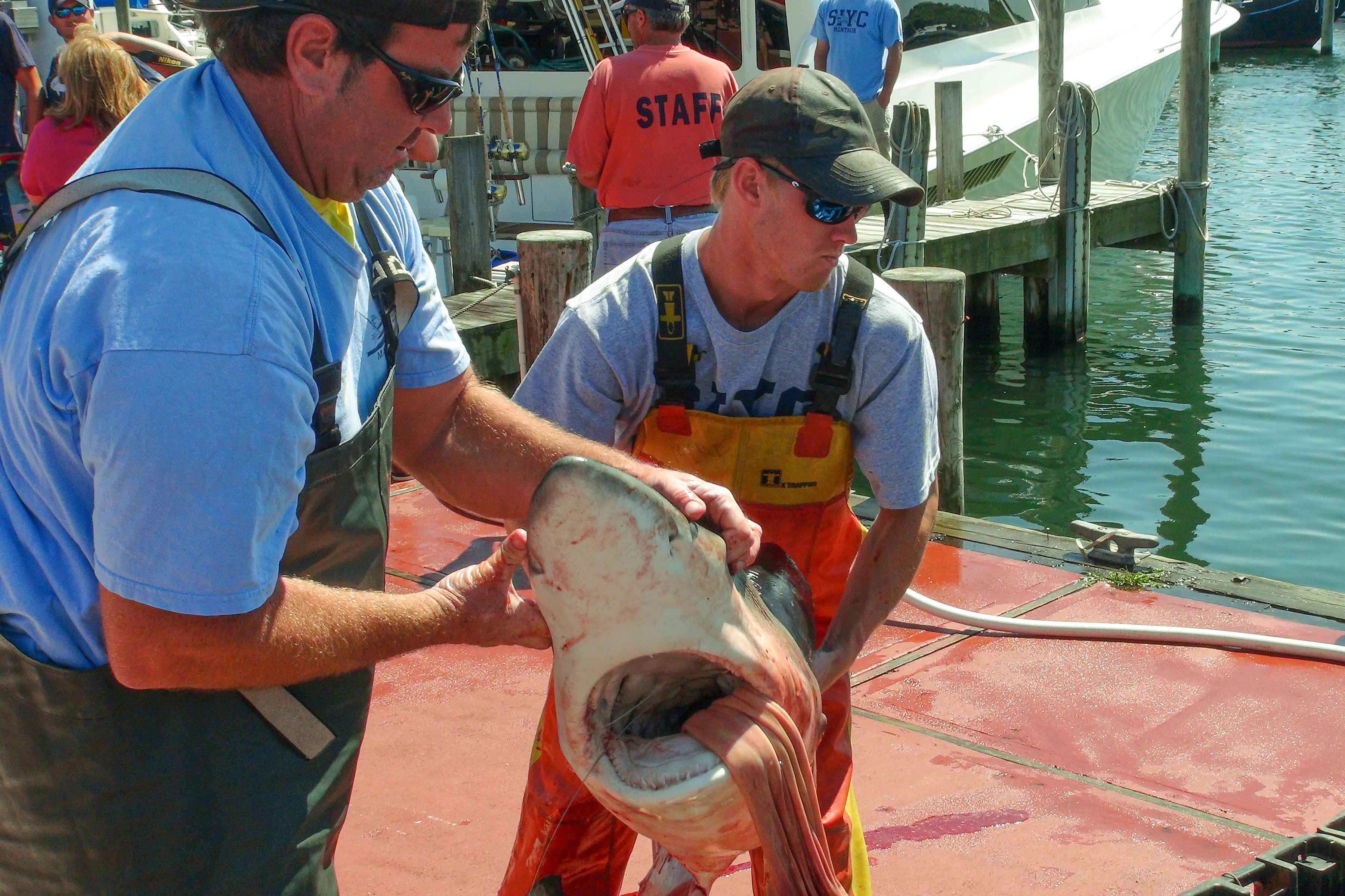 dead shark fishing tournament montauk