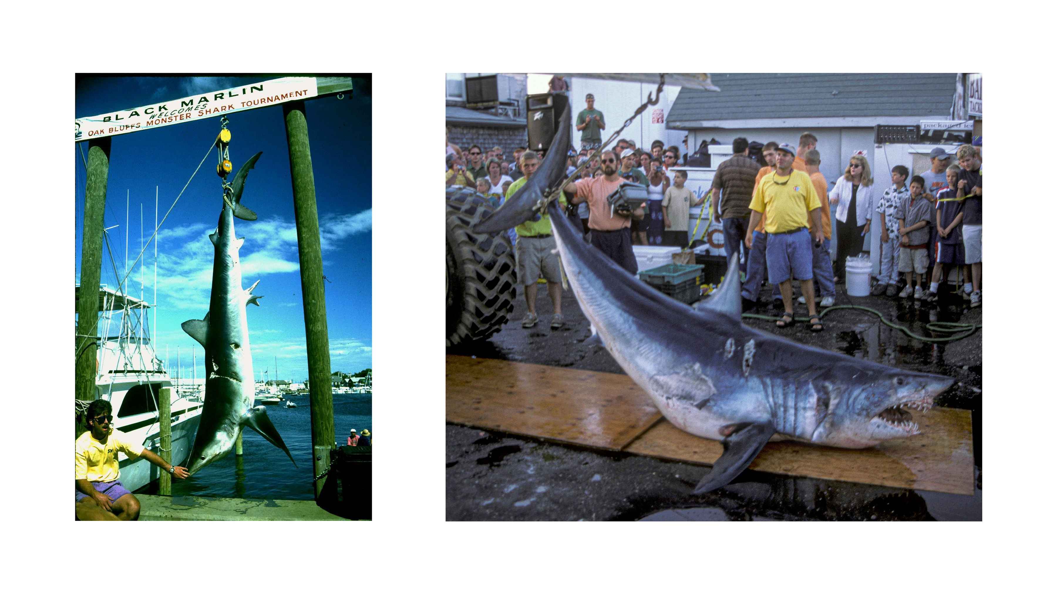 historic shark tournament photos