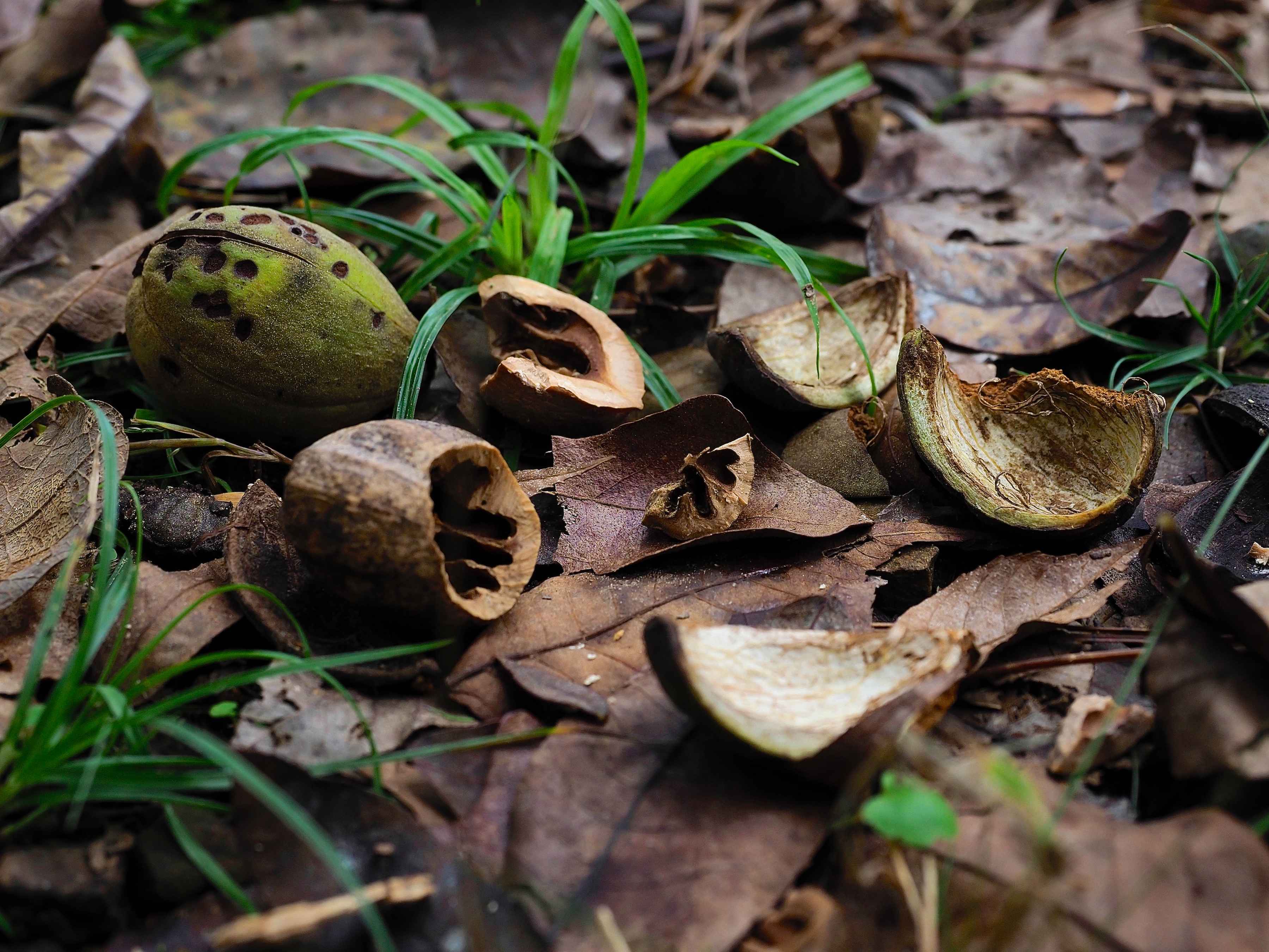acorns