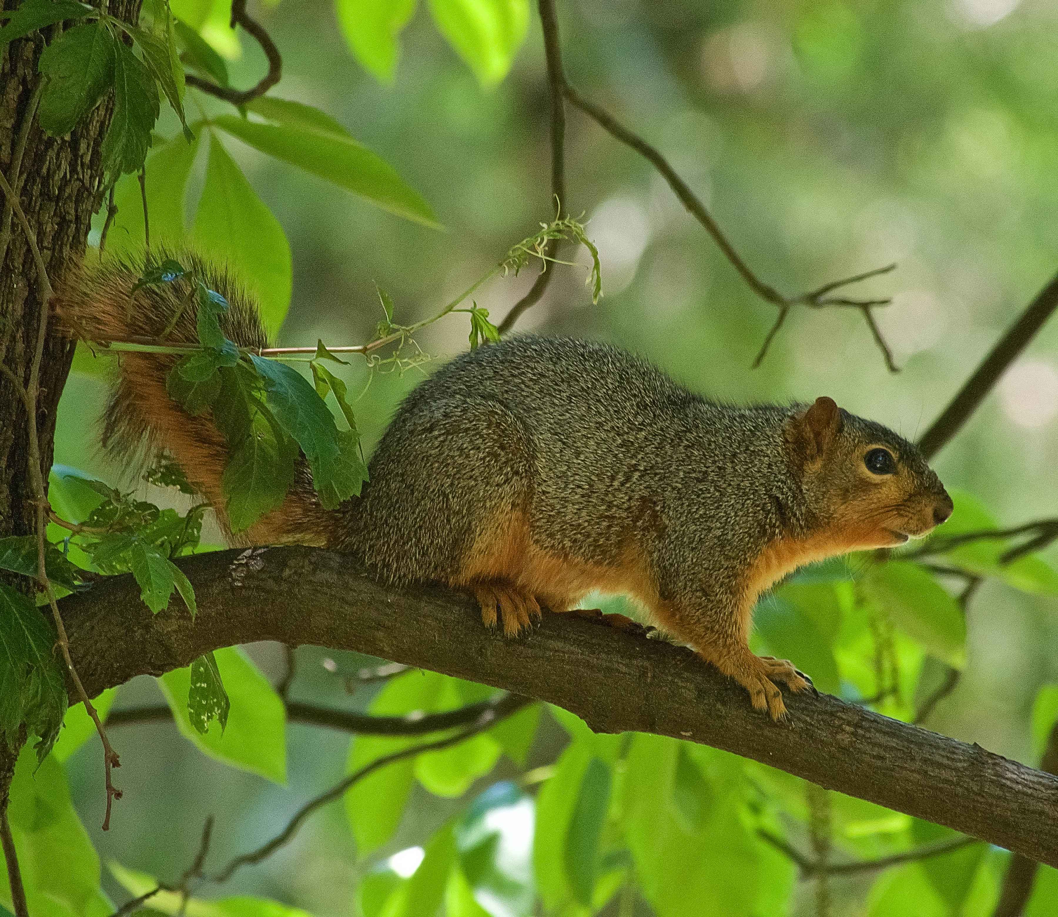 red fox squirrel