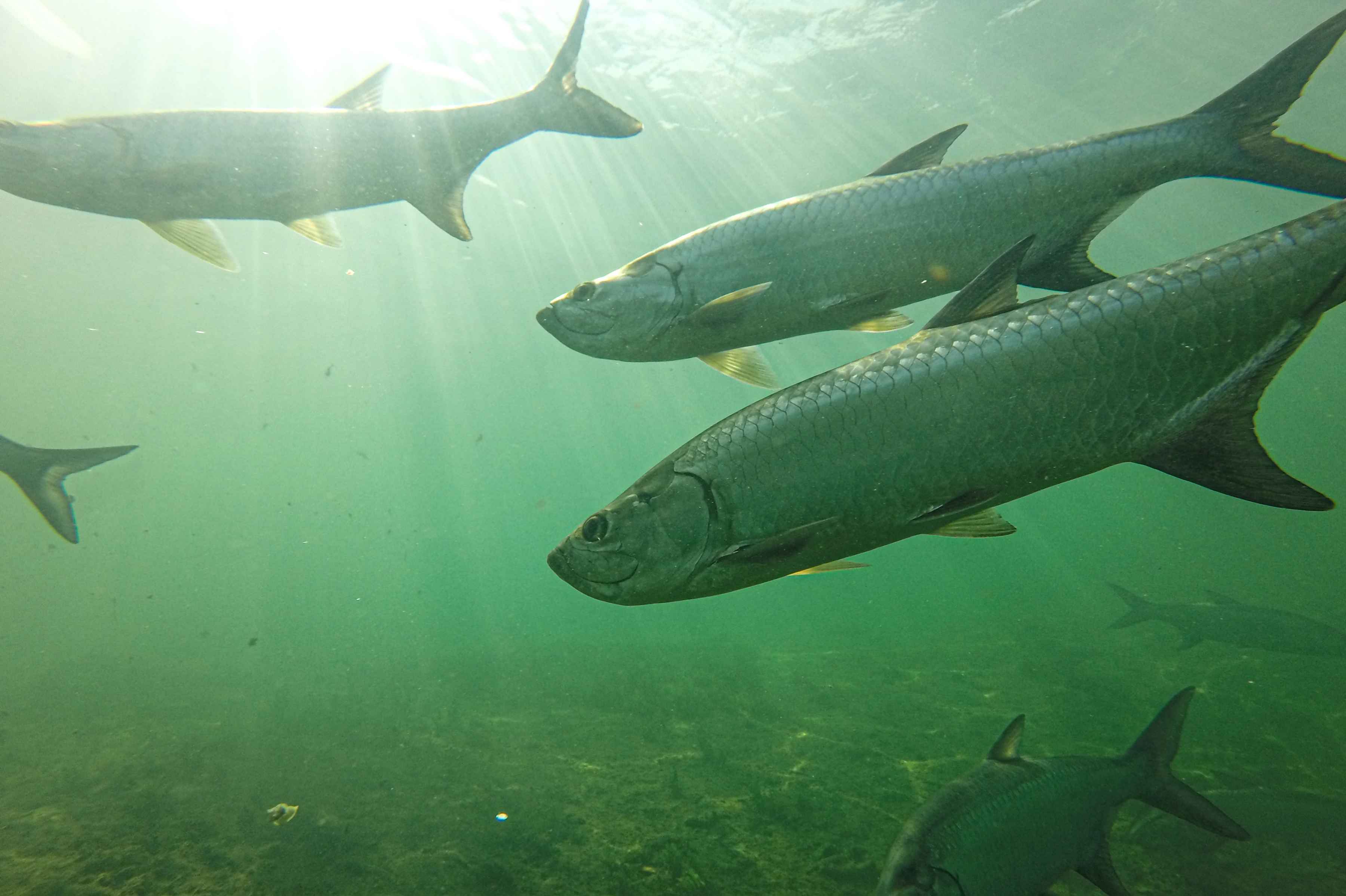tarpon underwater