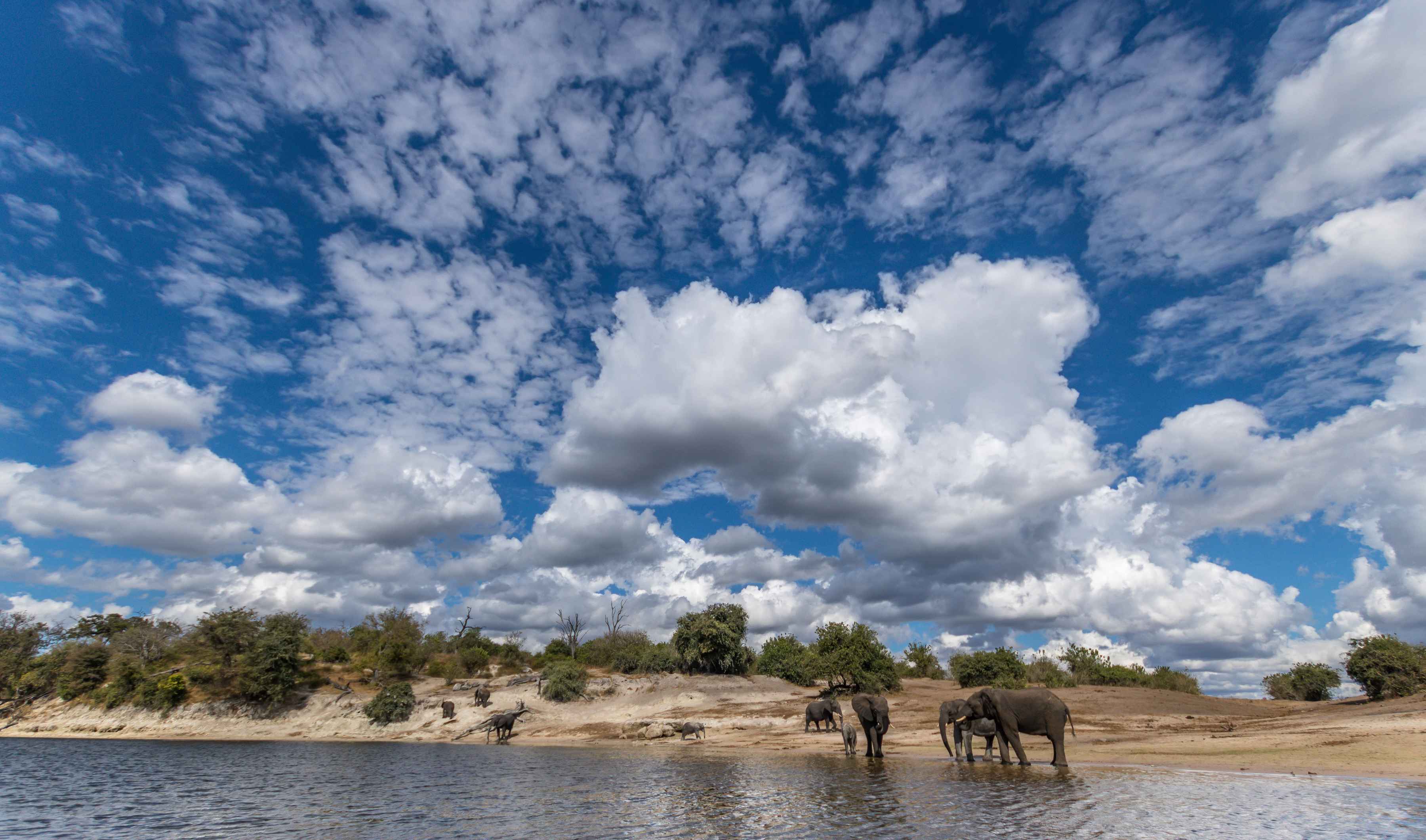 elephants - chobe national park