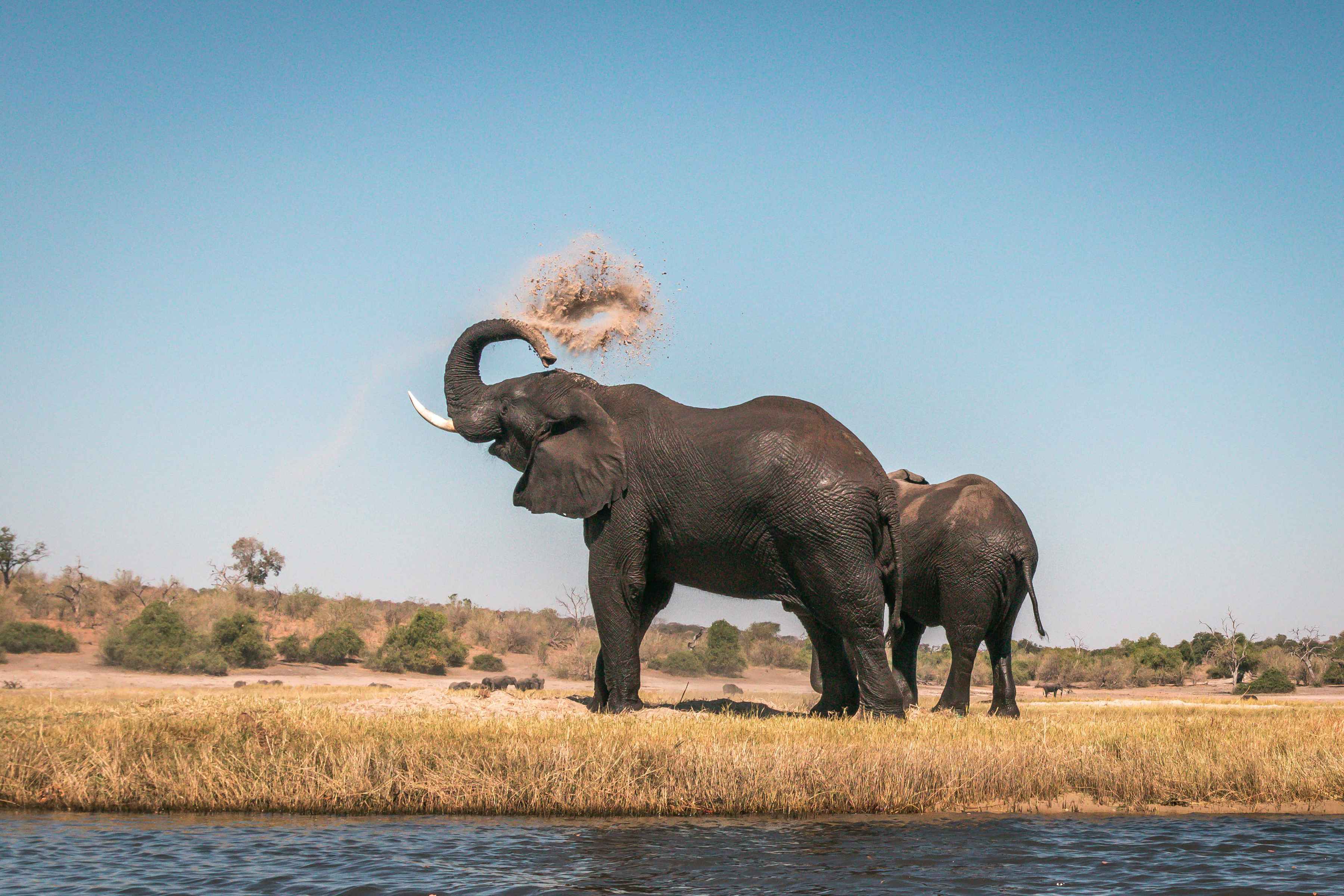 elephants - chobe national park