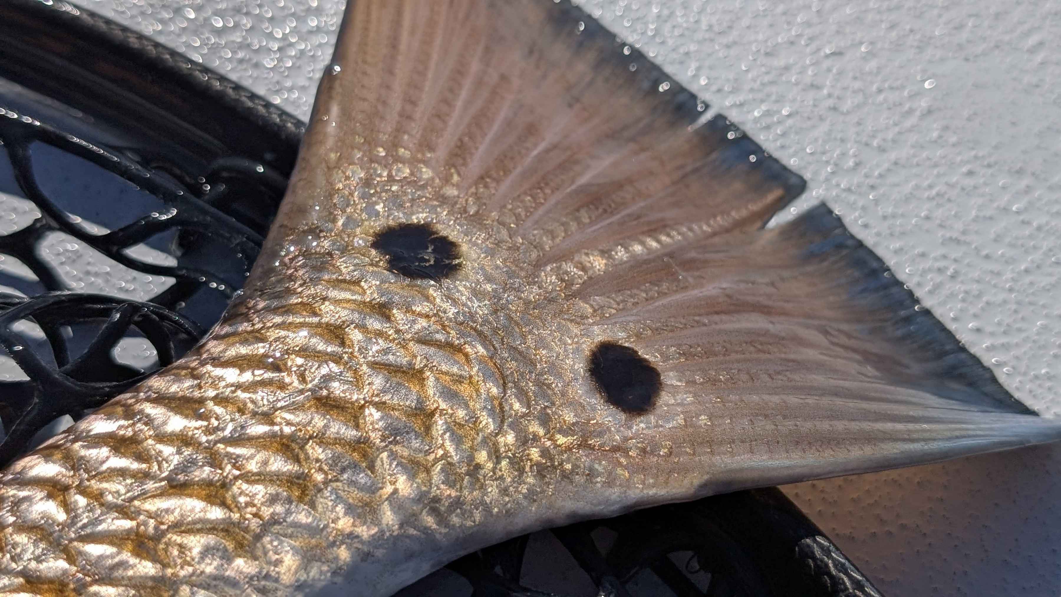 eye spots tail texas redfish