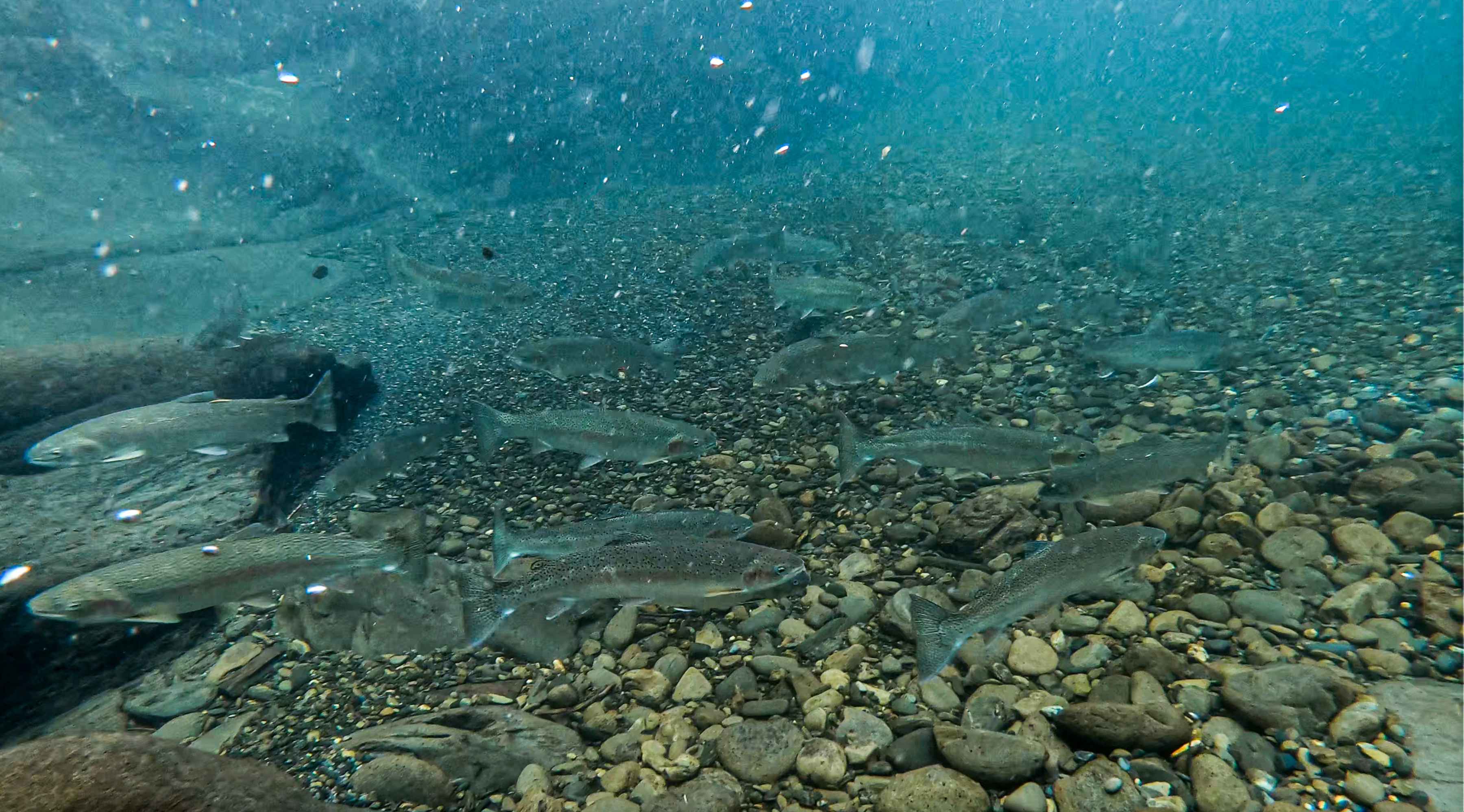 Wild steelhead in the Elwha River (photo: Trout Unlimited). wild steelhead in the elwha river - washington