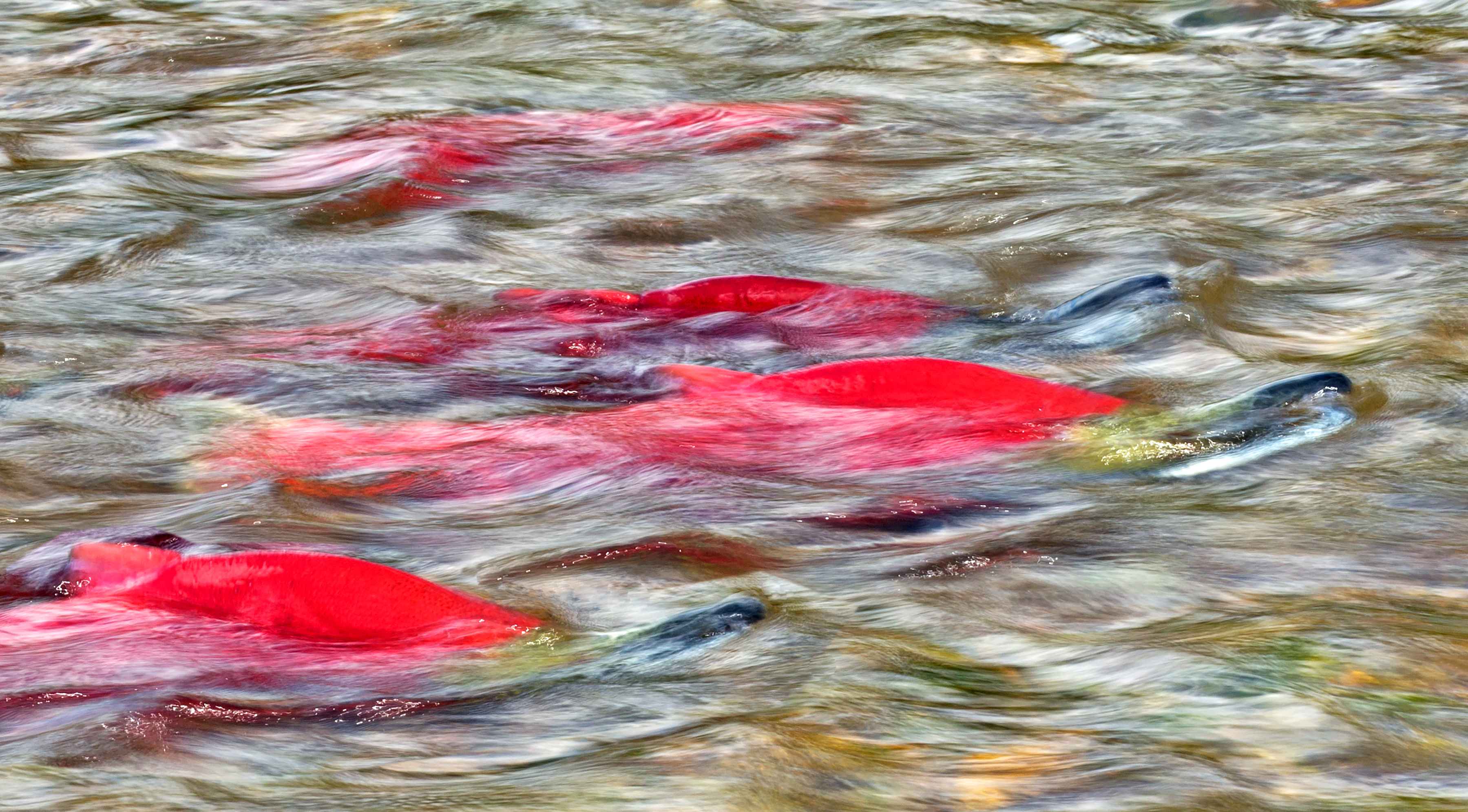 sockeye salmon spawning