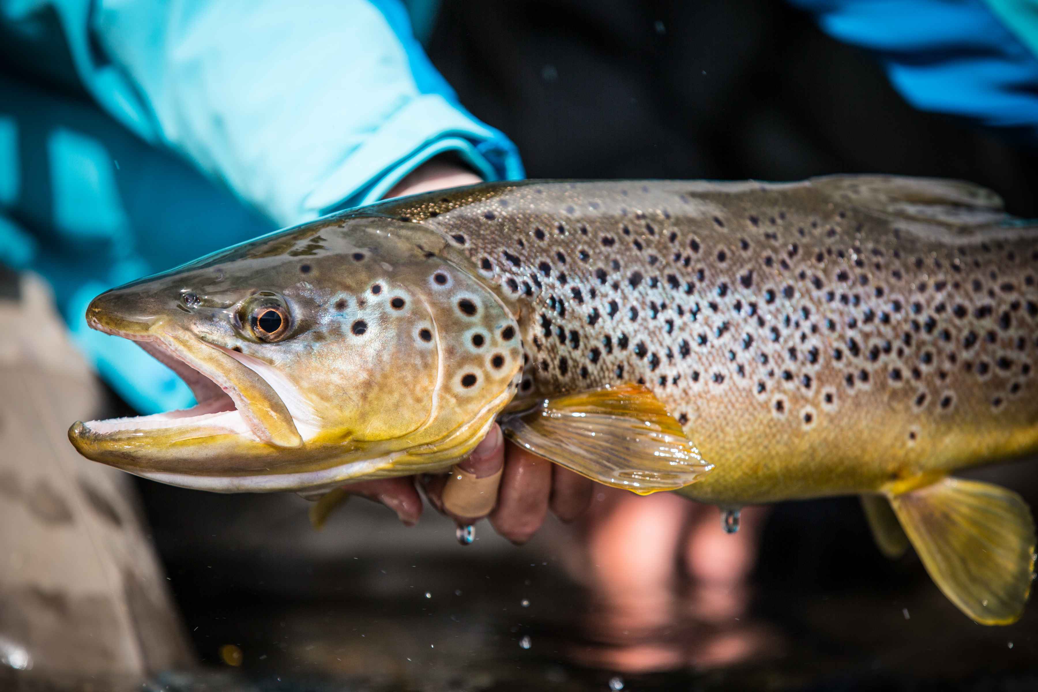 Patagonian Brown Trout