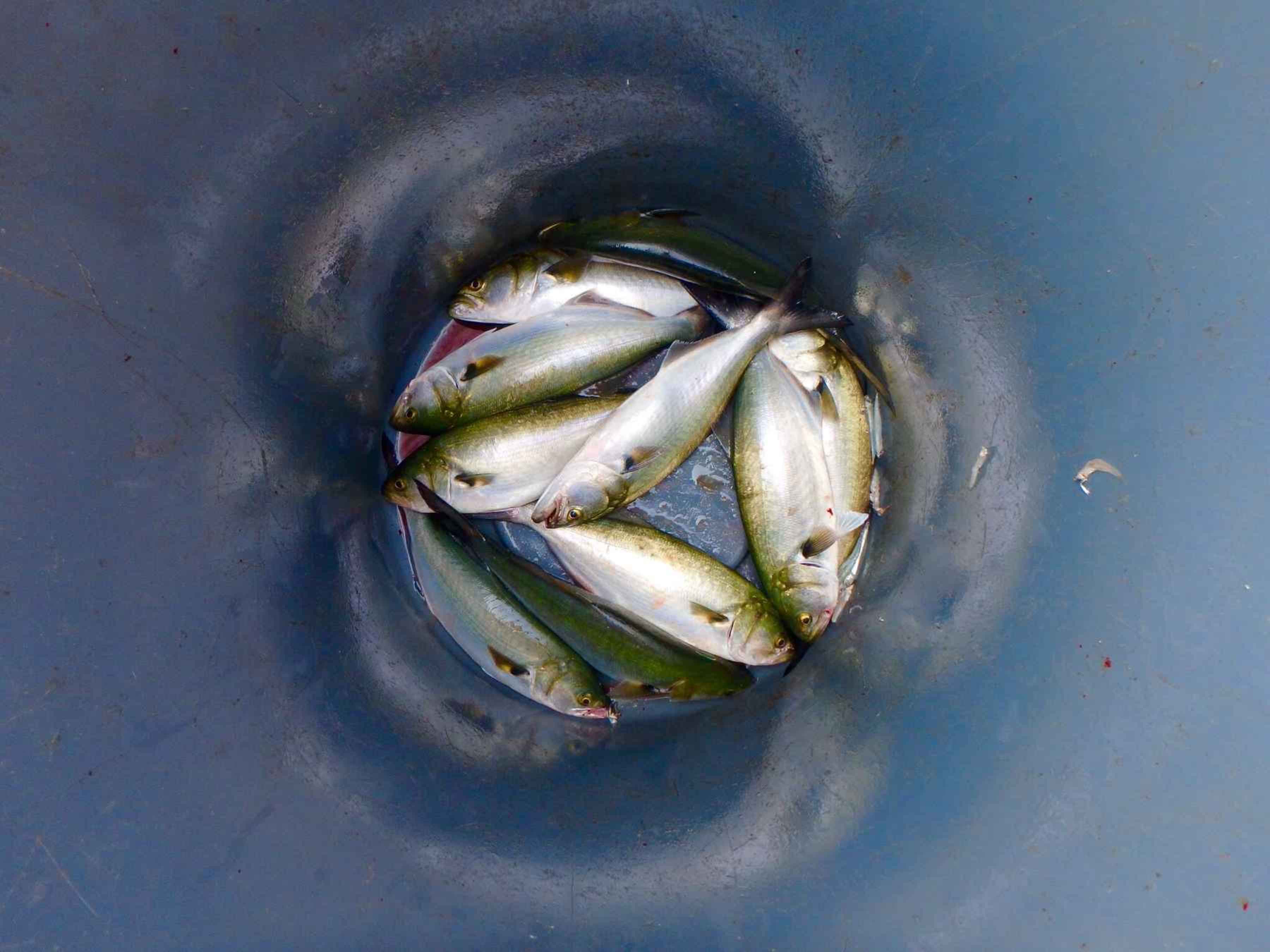 snapper bluefish in bucket