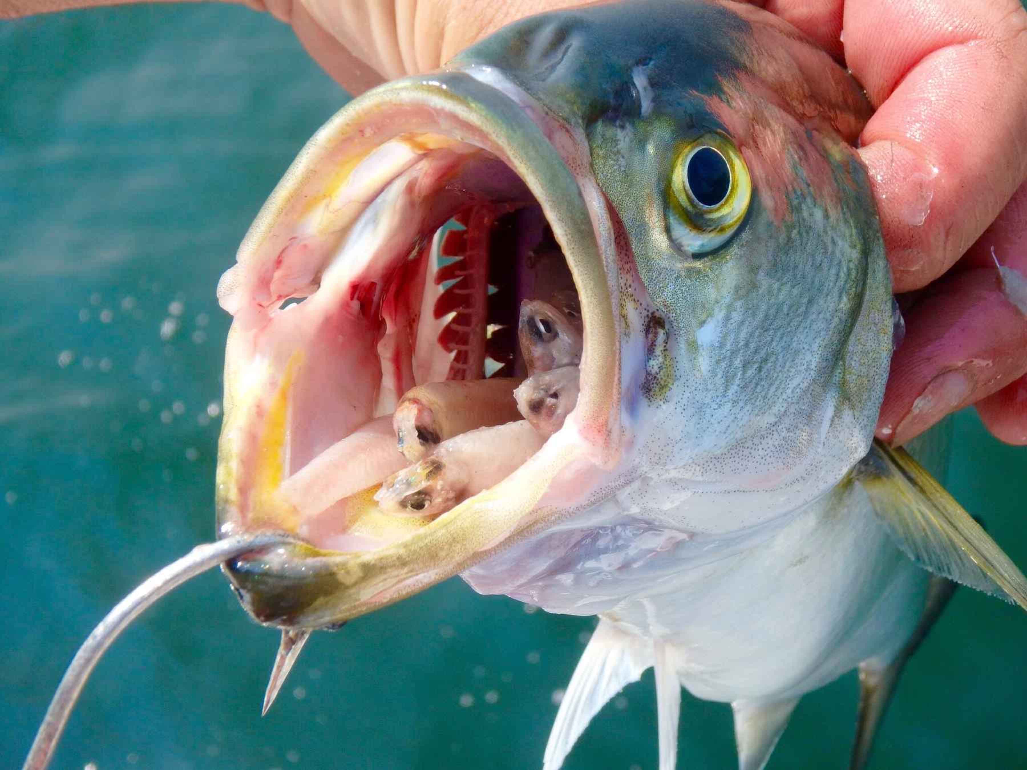 bluefish with bait in mouth