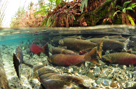 Into the Salmon World - Paul Vecsei