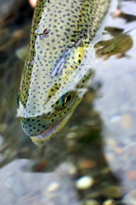 Fly Fishing Puget Sound