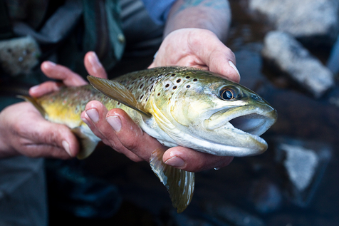 An early spring brown trout from Pennsylvania's Lehigh River.