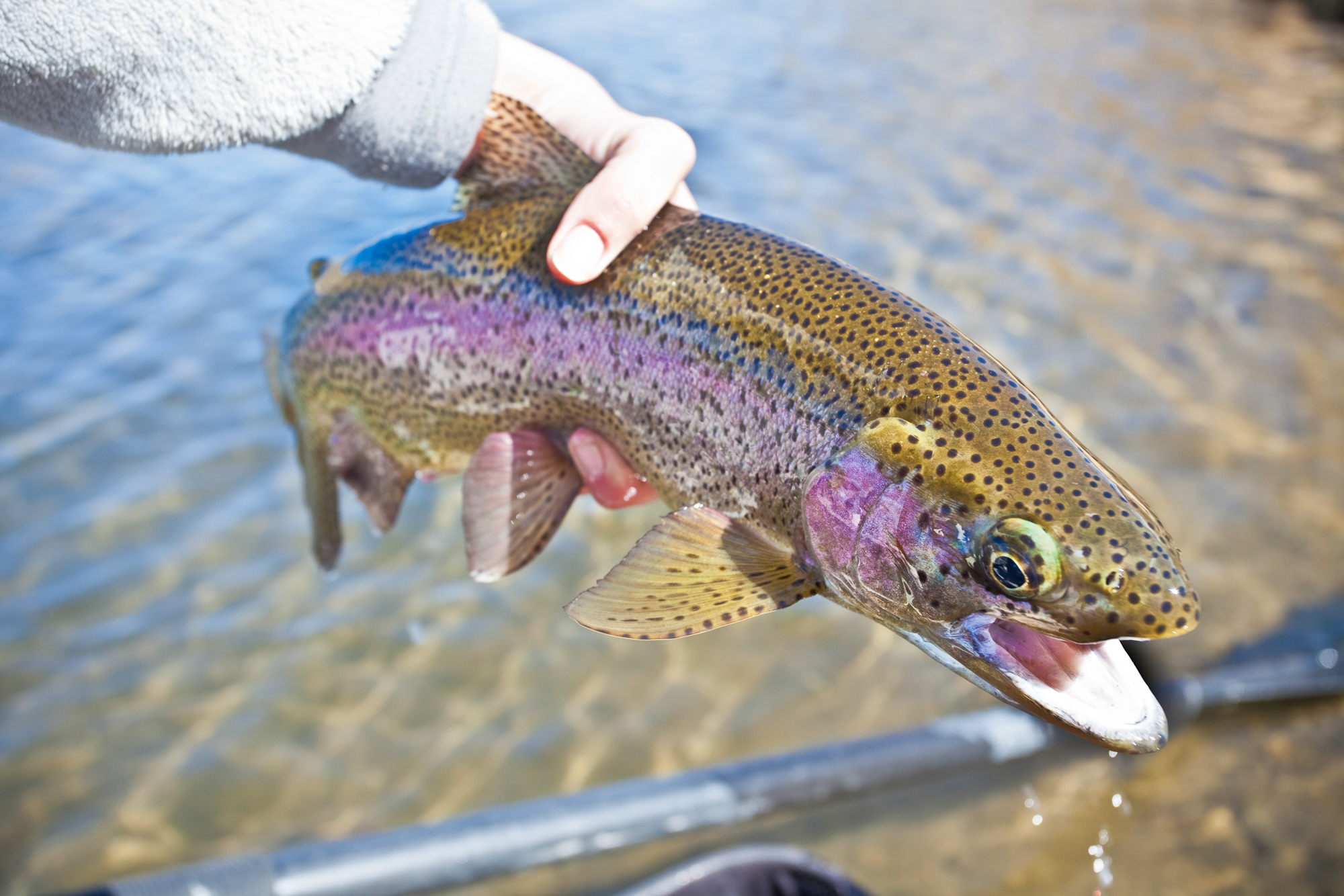 Missouri River Rowdies | Hatch Magazine - Fly Fishing, etc.