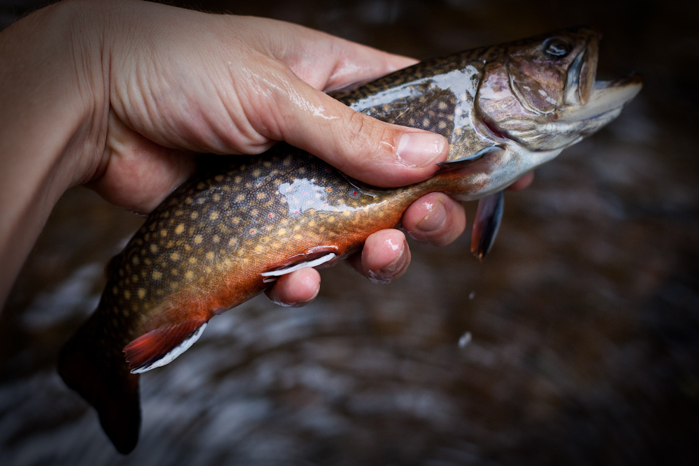 Brook Trout 1