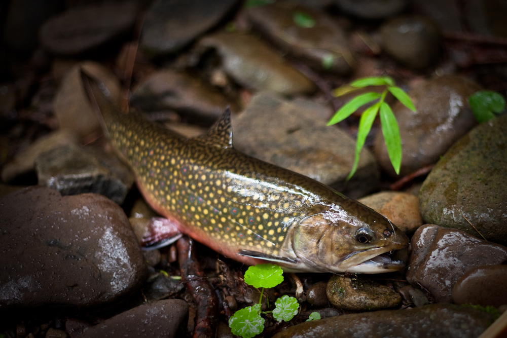 Brook Trout 4