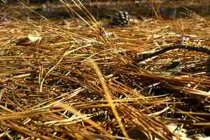 pine straw