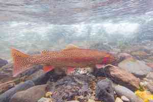 spawning yellowstone cutthroat trout