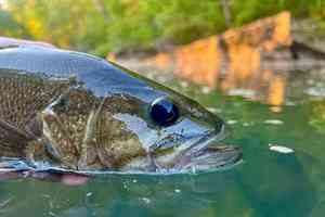 The Neosho bass (photo: Johnny Carrol Sain). neosho bass