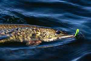 pike with fly