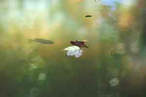 Photo: Johnny Carrol Sain. neosho bass waiting