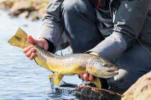 iceland brown trout