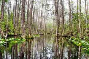 Blackwater, cypress, and lily pads in the Okefenokee National Wildlife Refuge