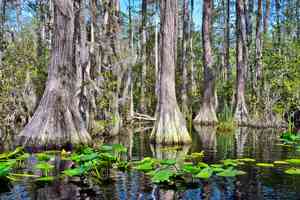 Photo: Timothy J (CC BY2.0). okefenokee swamp
