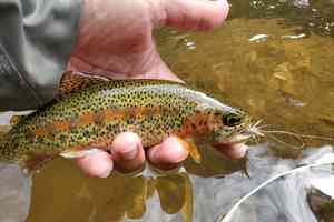 small rainbow trout