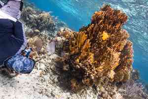 coral reef belize